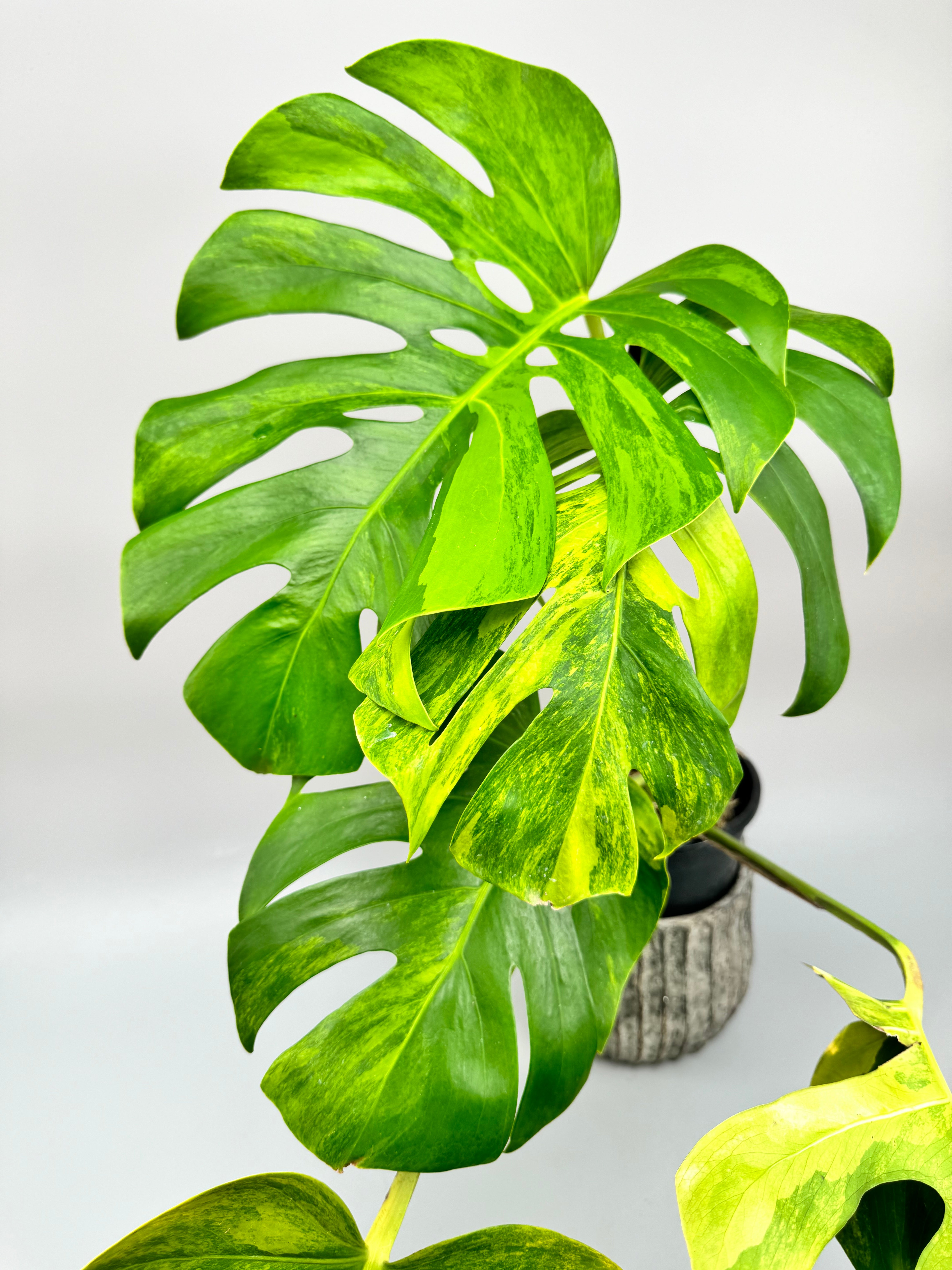 Monstera deliciosa borsigiana Aurea Variegata (Big Leaves)