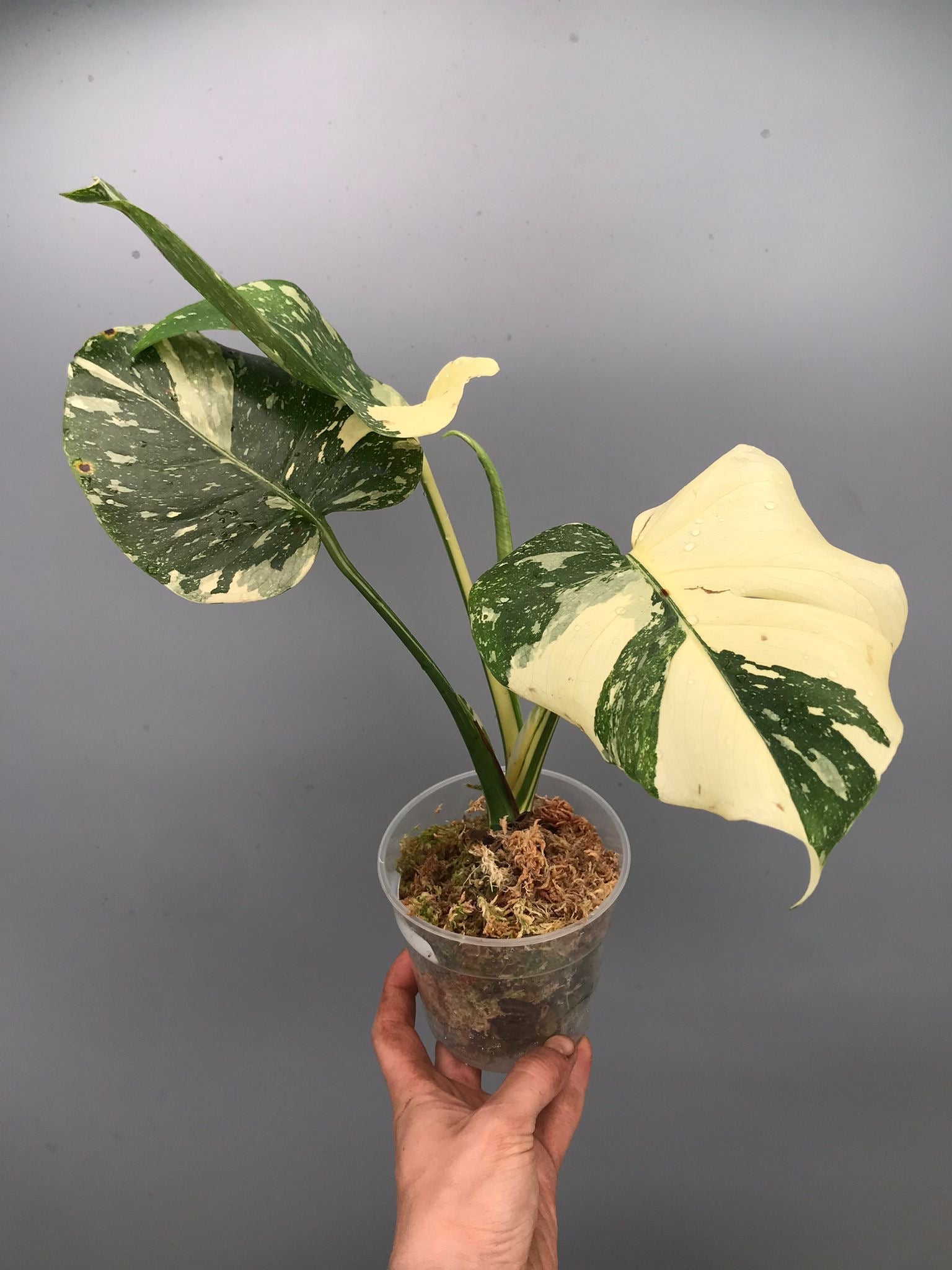 Monstera White snow nr 2