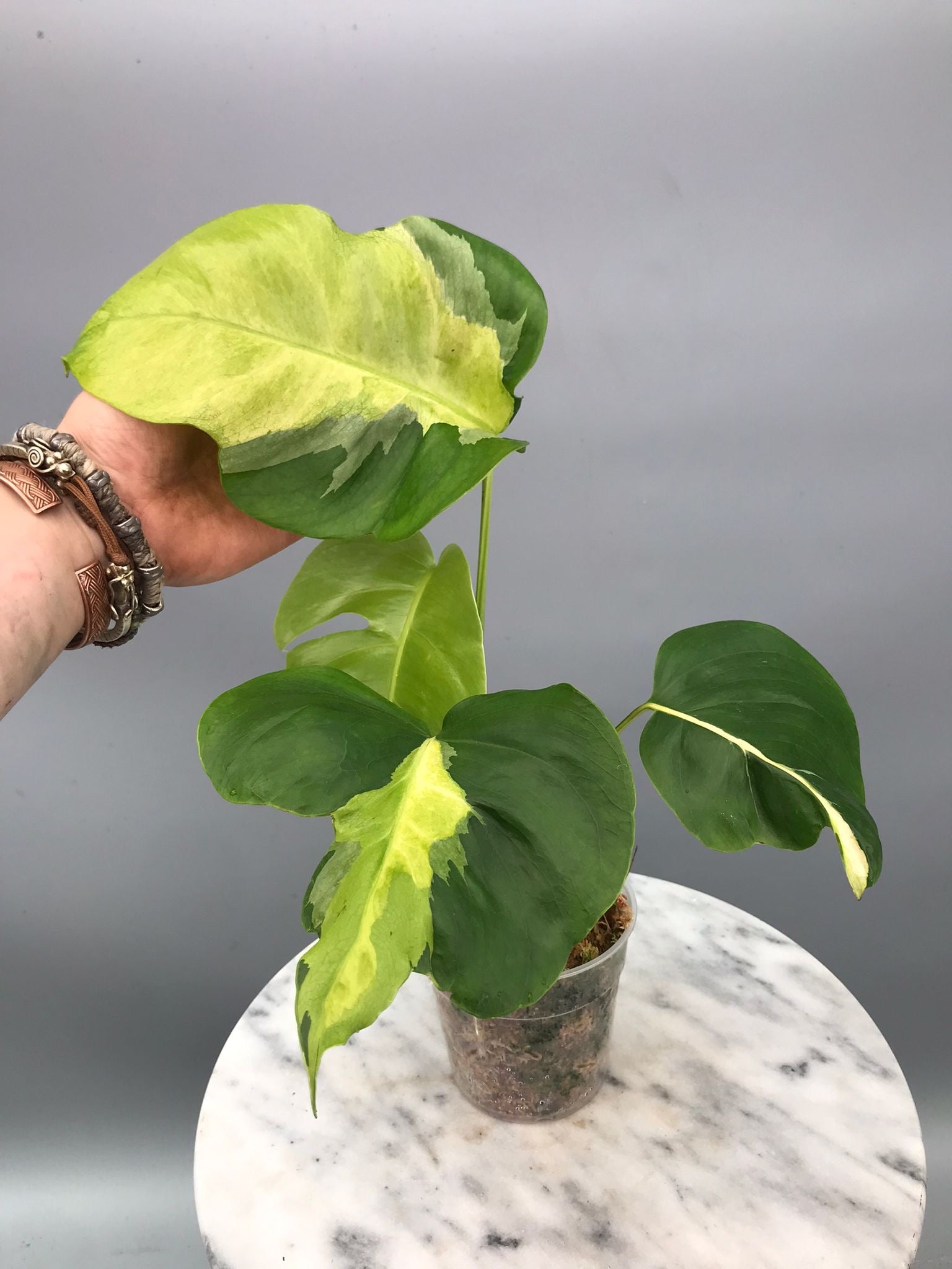 Monstera White Lava 'Lalamove' nr 1.2