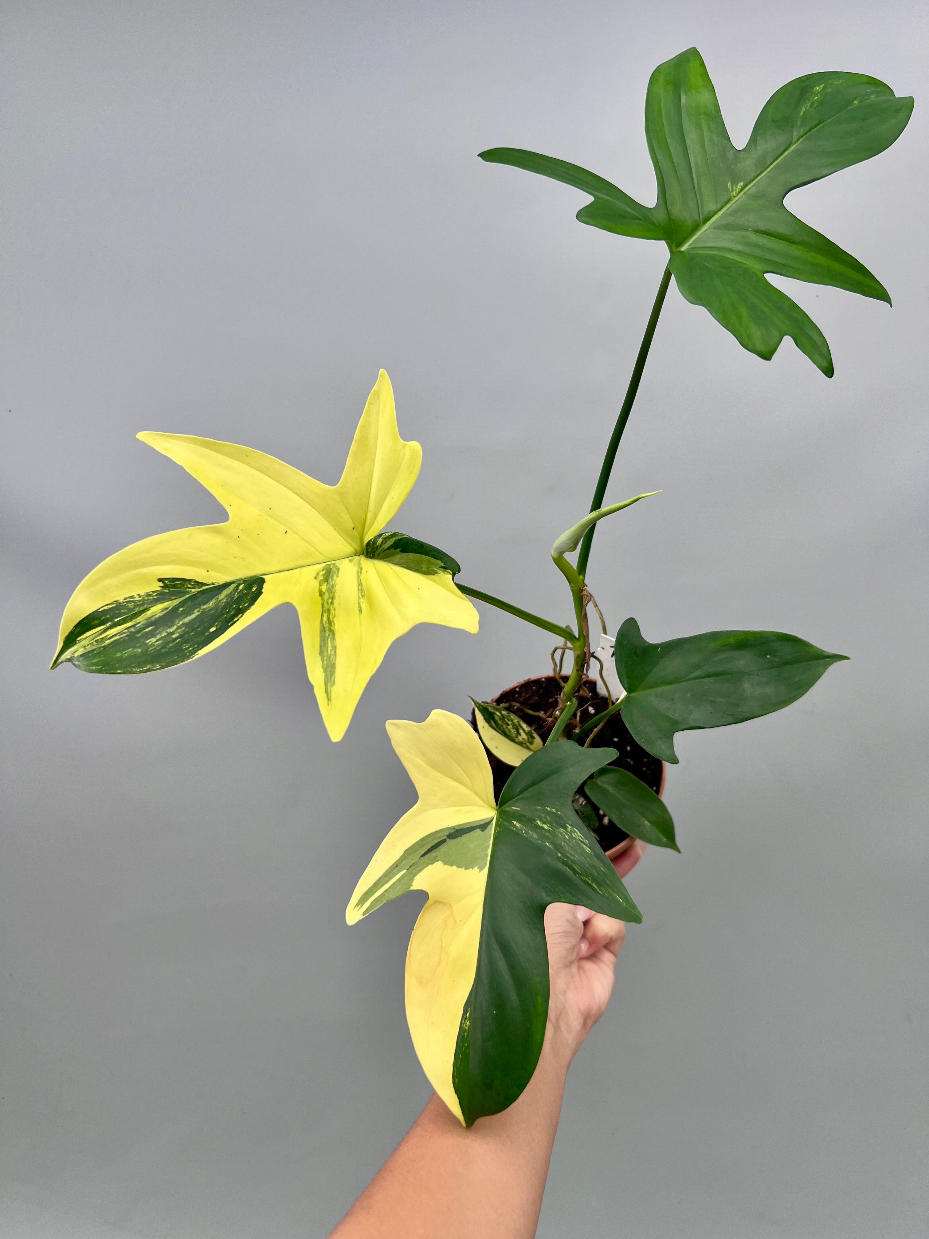 Philodendron squamiferium variegated (Nr 1)