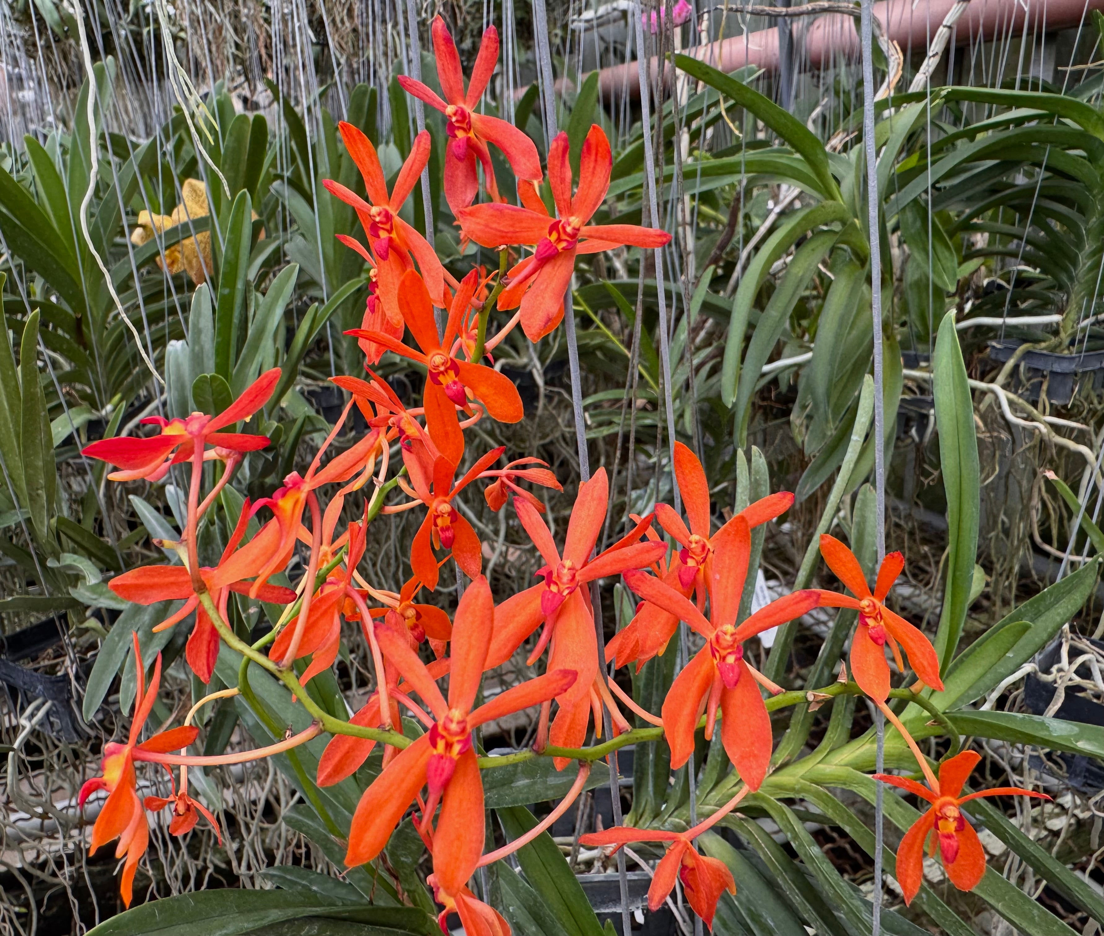 Renanthera storiei x Neofinetia Falcata