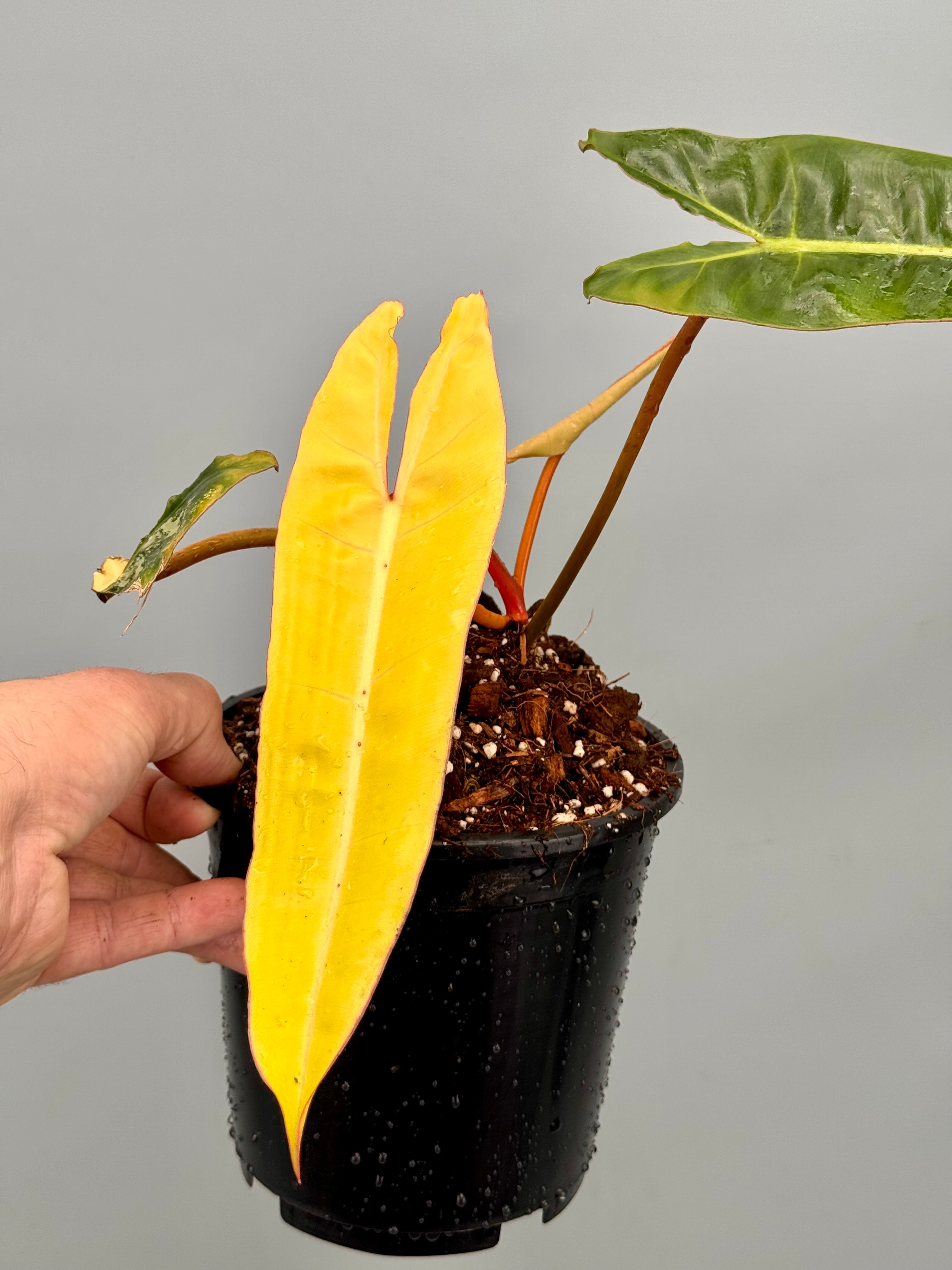 Philodendron billietiae Variegata 'Small Size'