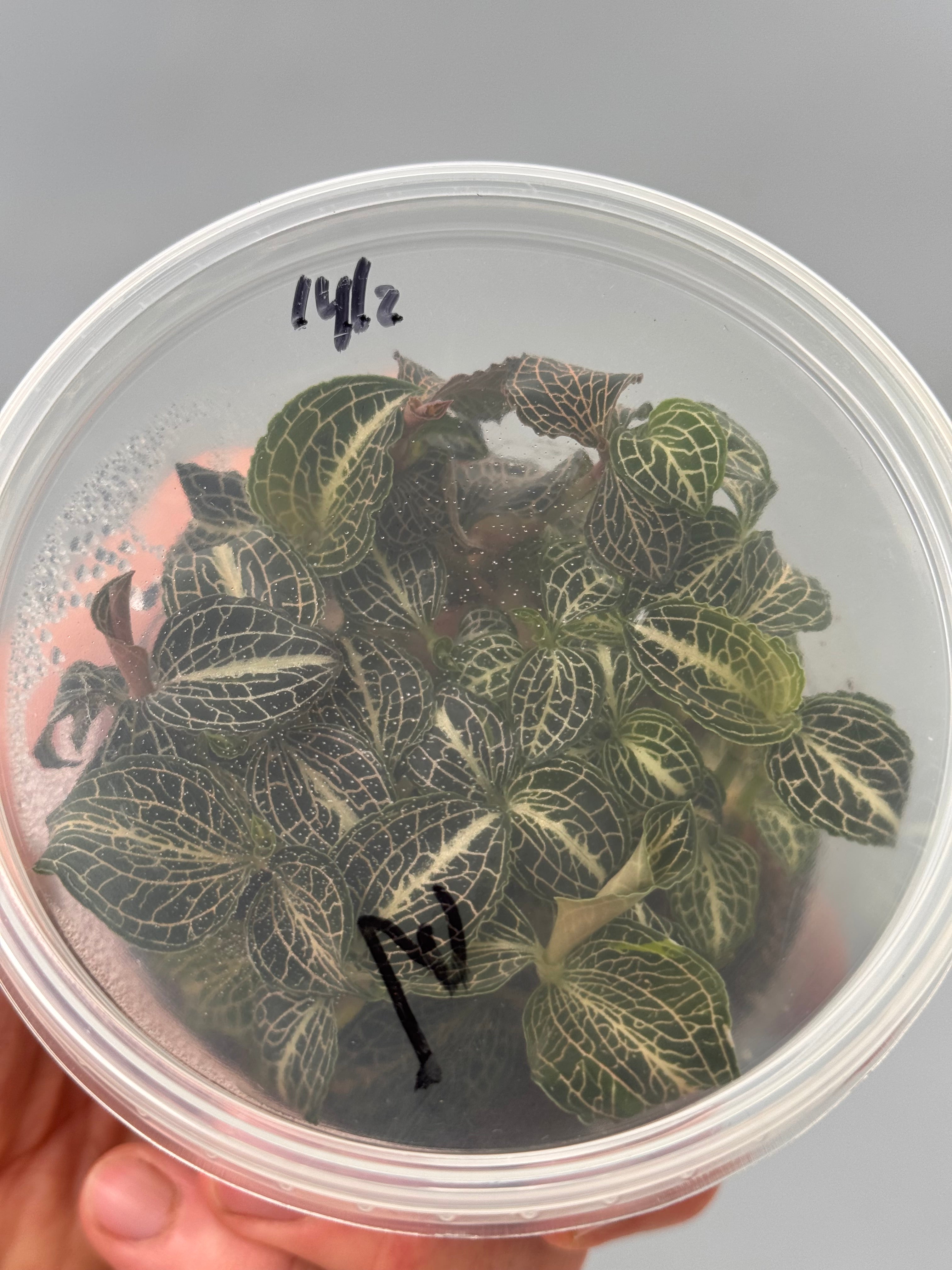 Anoectochilus formosanus x burmanicus “flask“