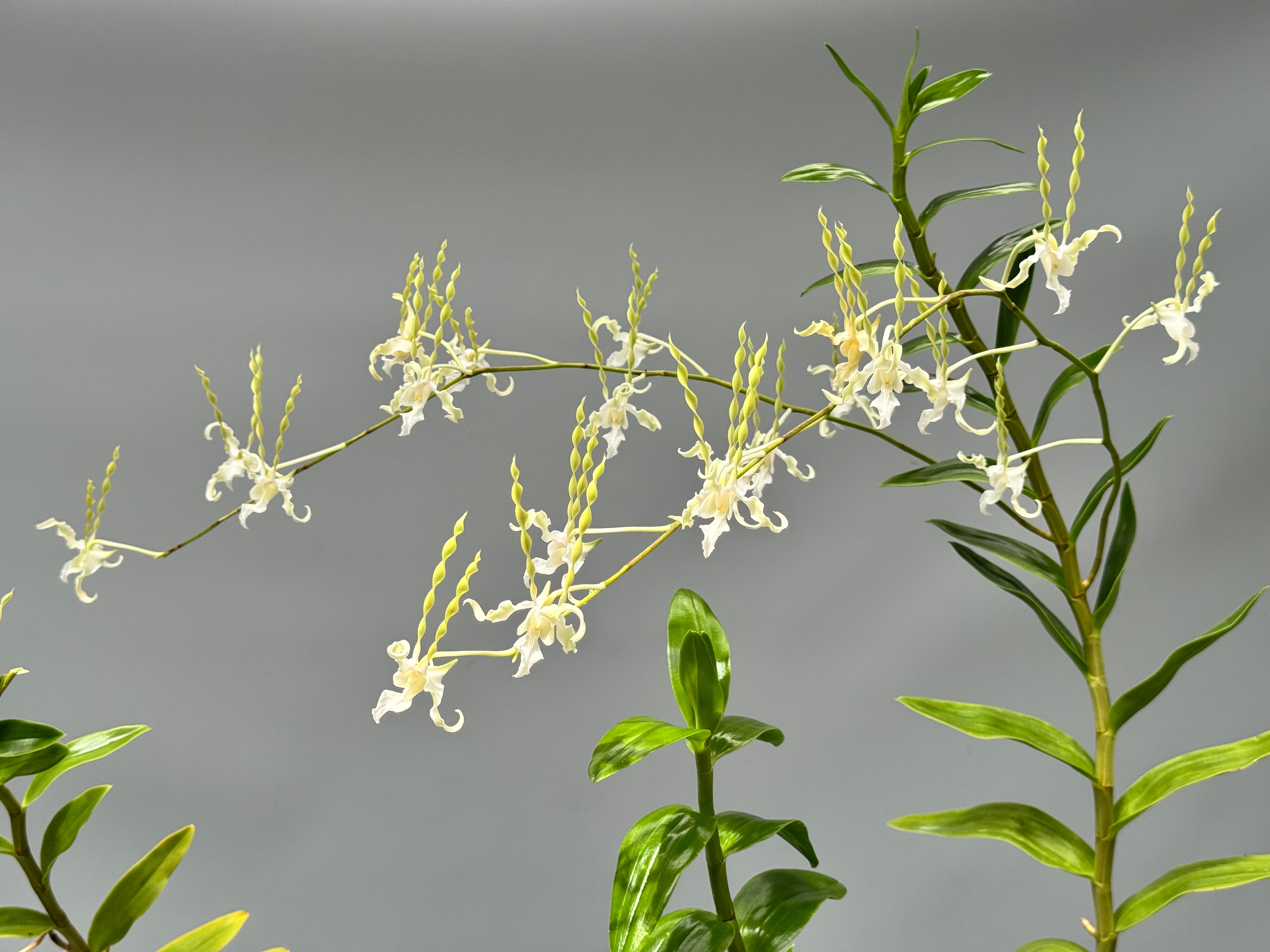 Dendrobium antennatum var. Alba
