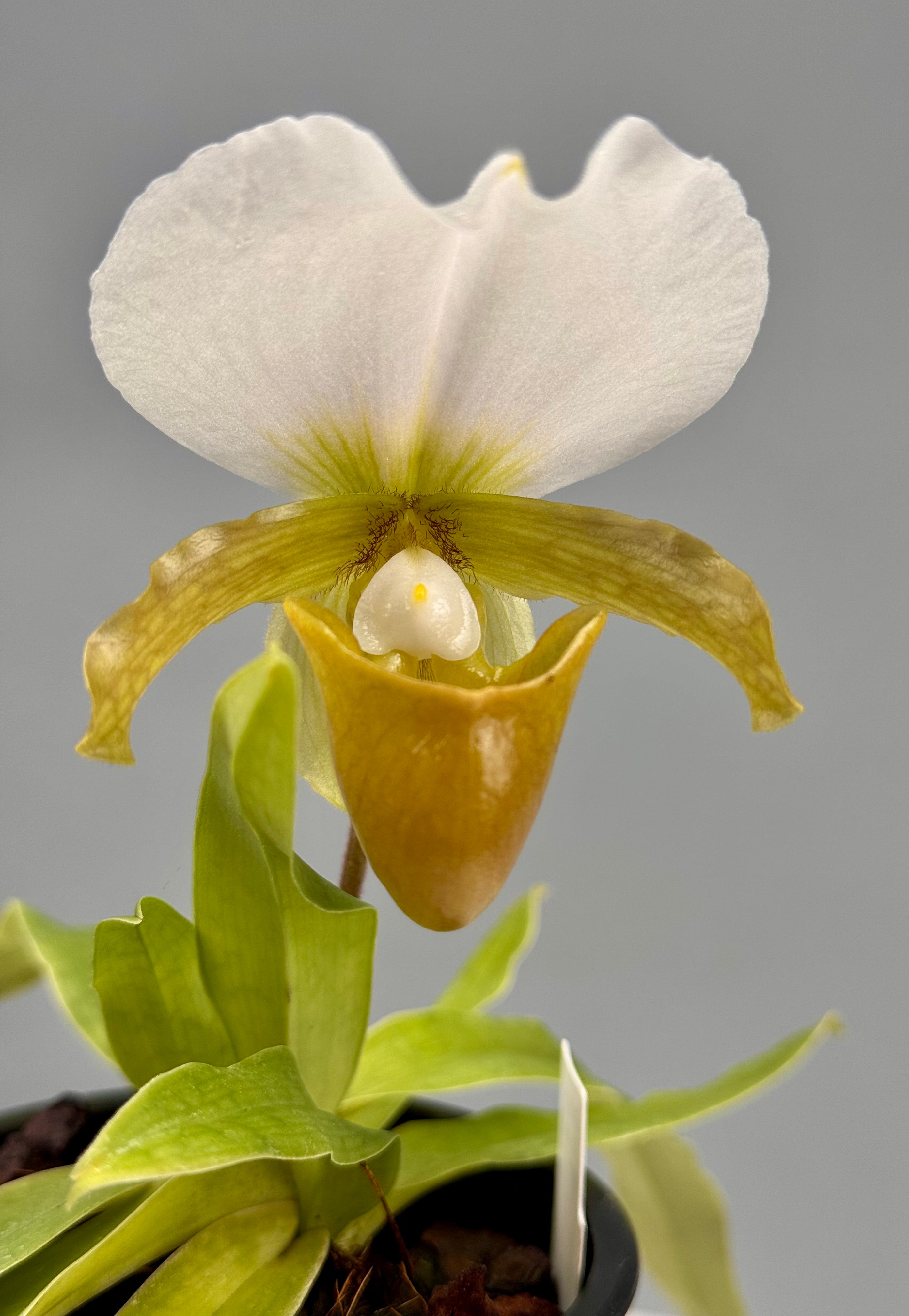 Paphiopedilum charlesworthii semi alba (Selection 1 )