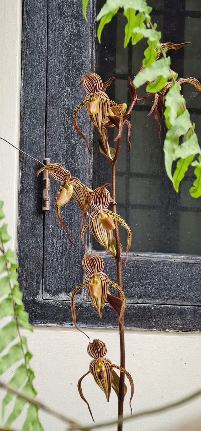 Paphiopedilum intaniae