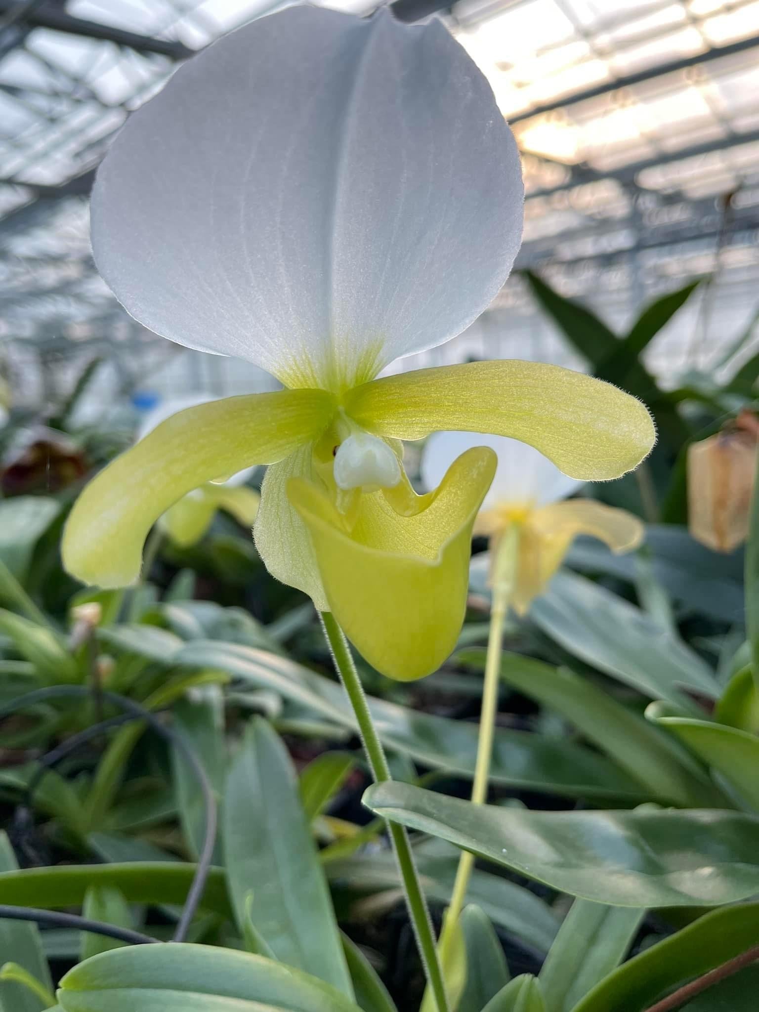 Paphiopedilum charlesworthii alba "Select one from 2nd generation"