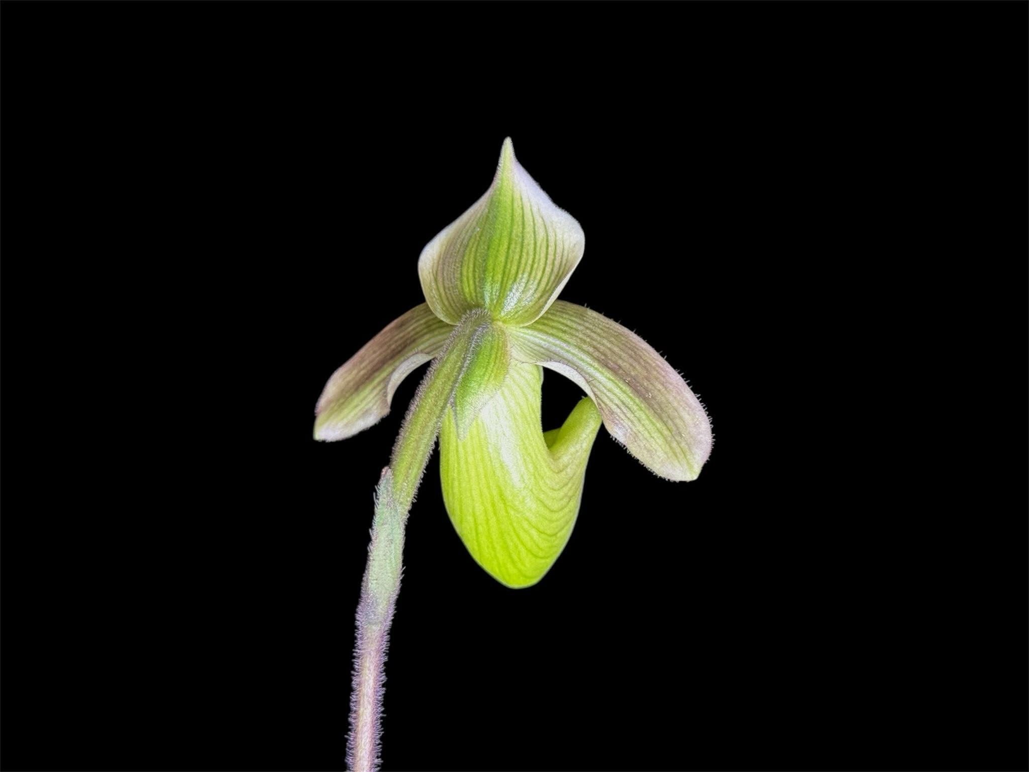 Paphiopedilum violascens