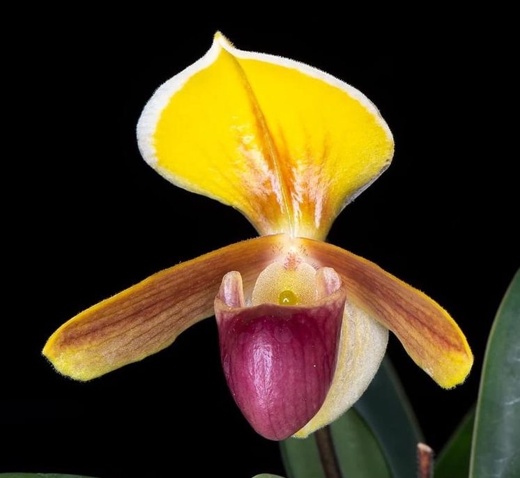 Paphiopedilum helenae "Dark" (Big Plant)