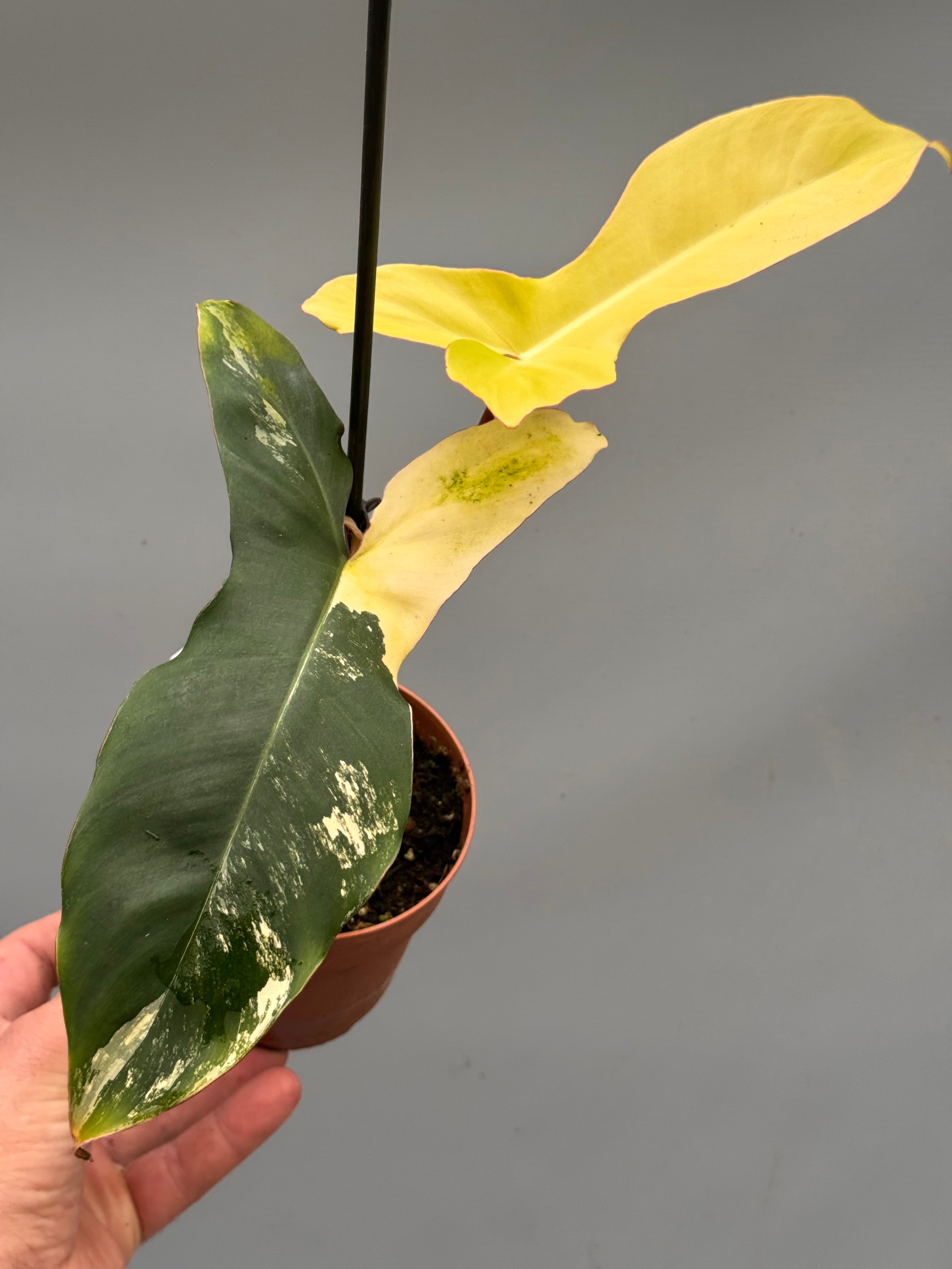 Philodendron billietiae variegata x Florida Beauty