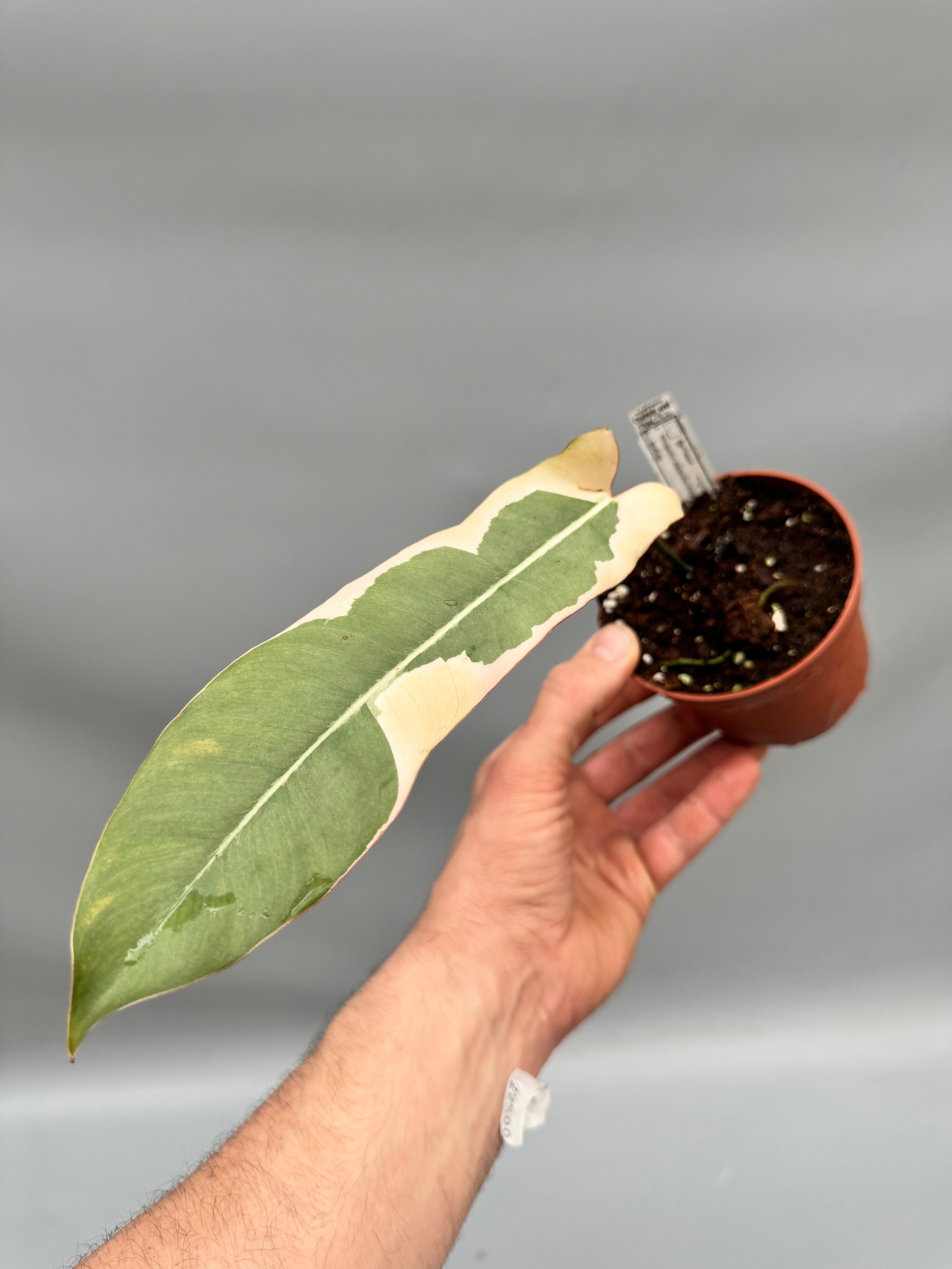 Philodendron atabapoense variegata albo (Leaf Cutting)