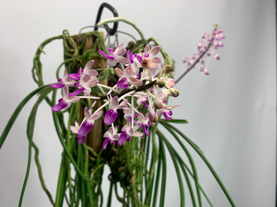 Seidenfadenia mitrata big