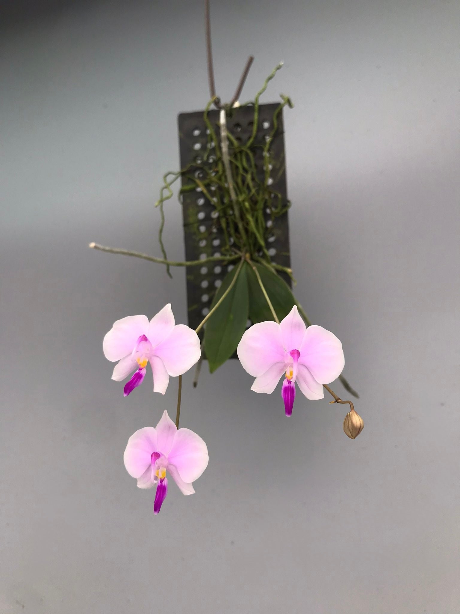 Phalaenopsis lowii