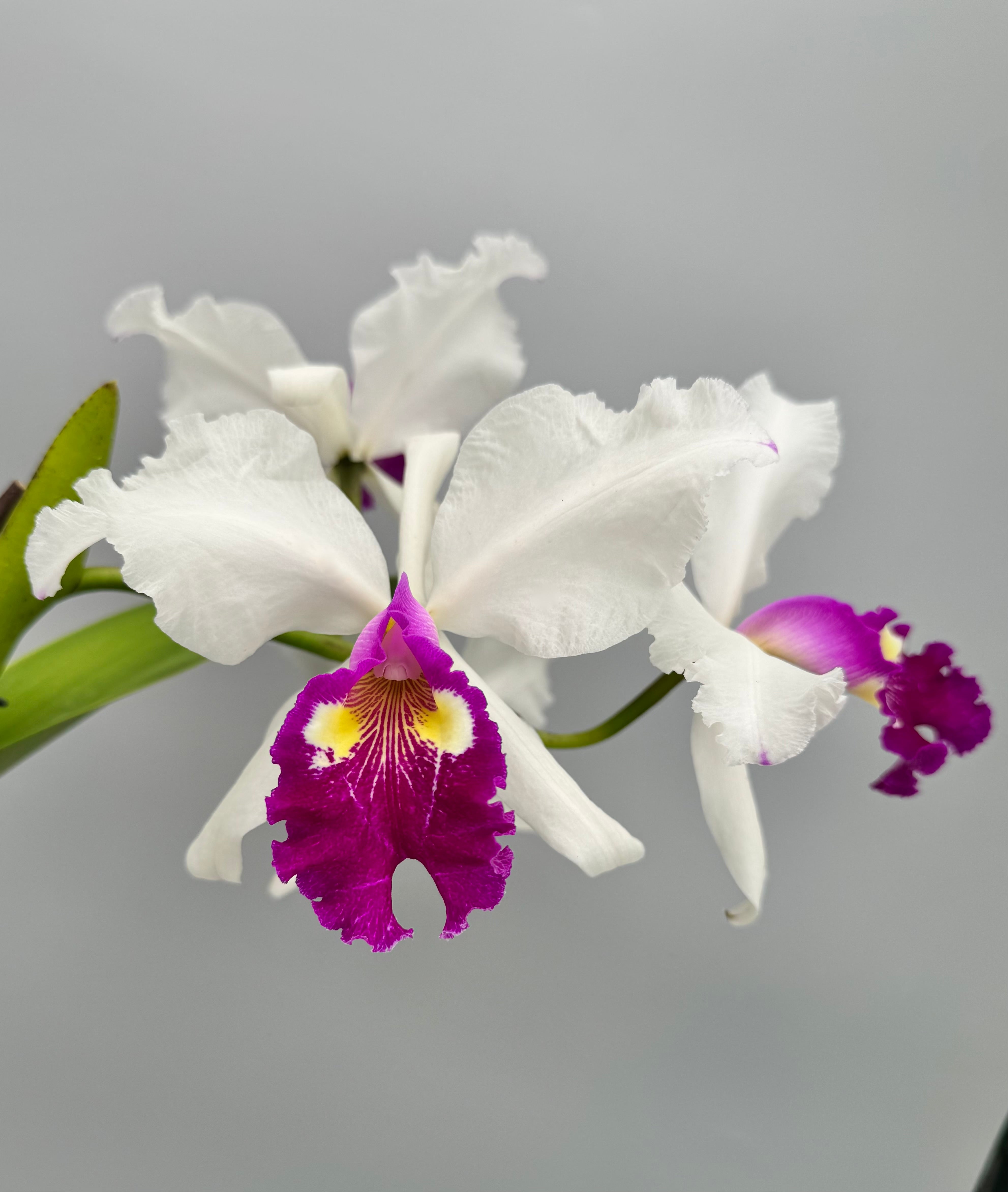 Cattleya warscewiczii semi-alba 'Bedford' BM/JOGA