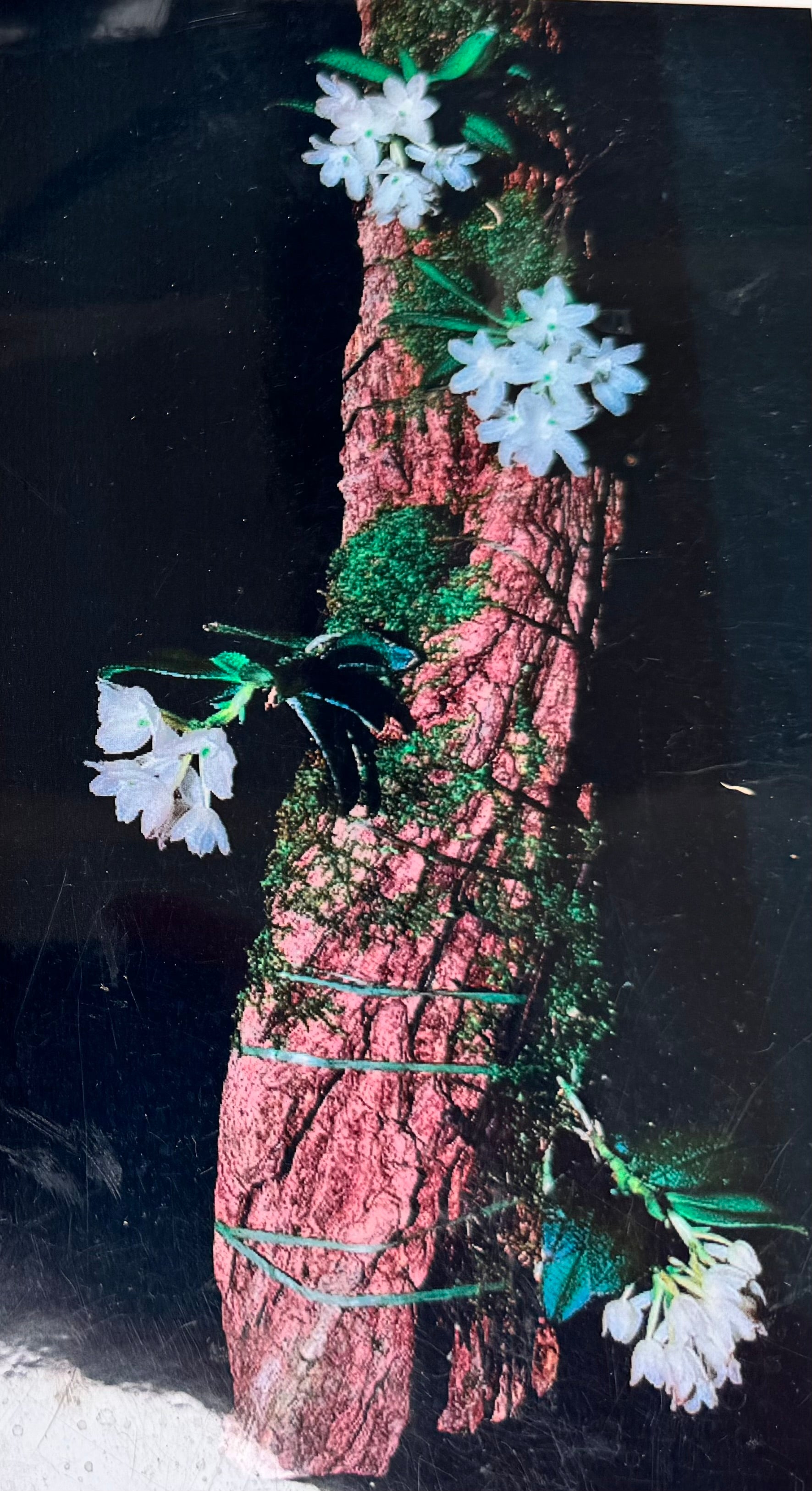 Hymenorchis javanica