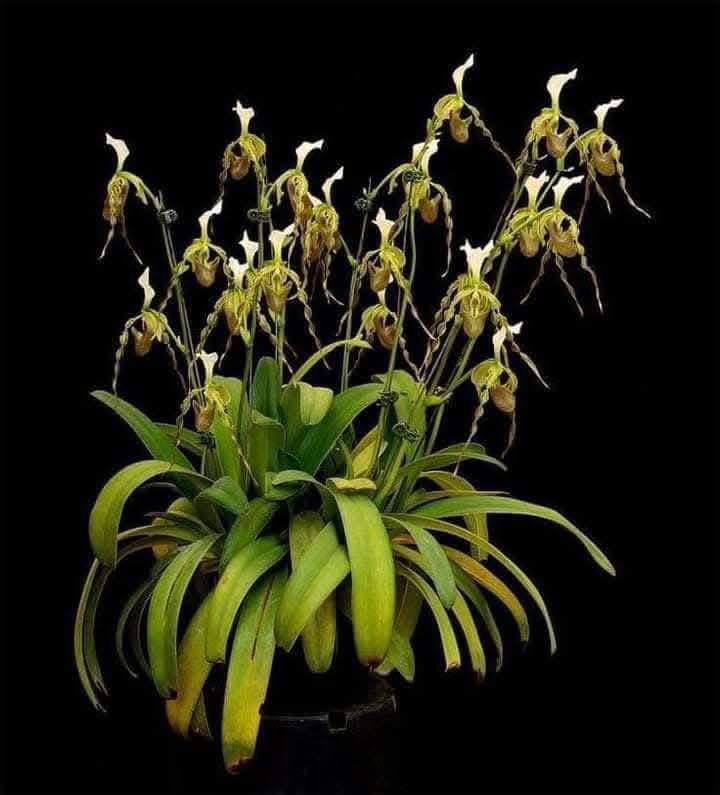 Paphiopedilum dianthum