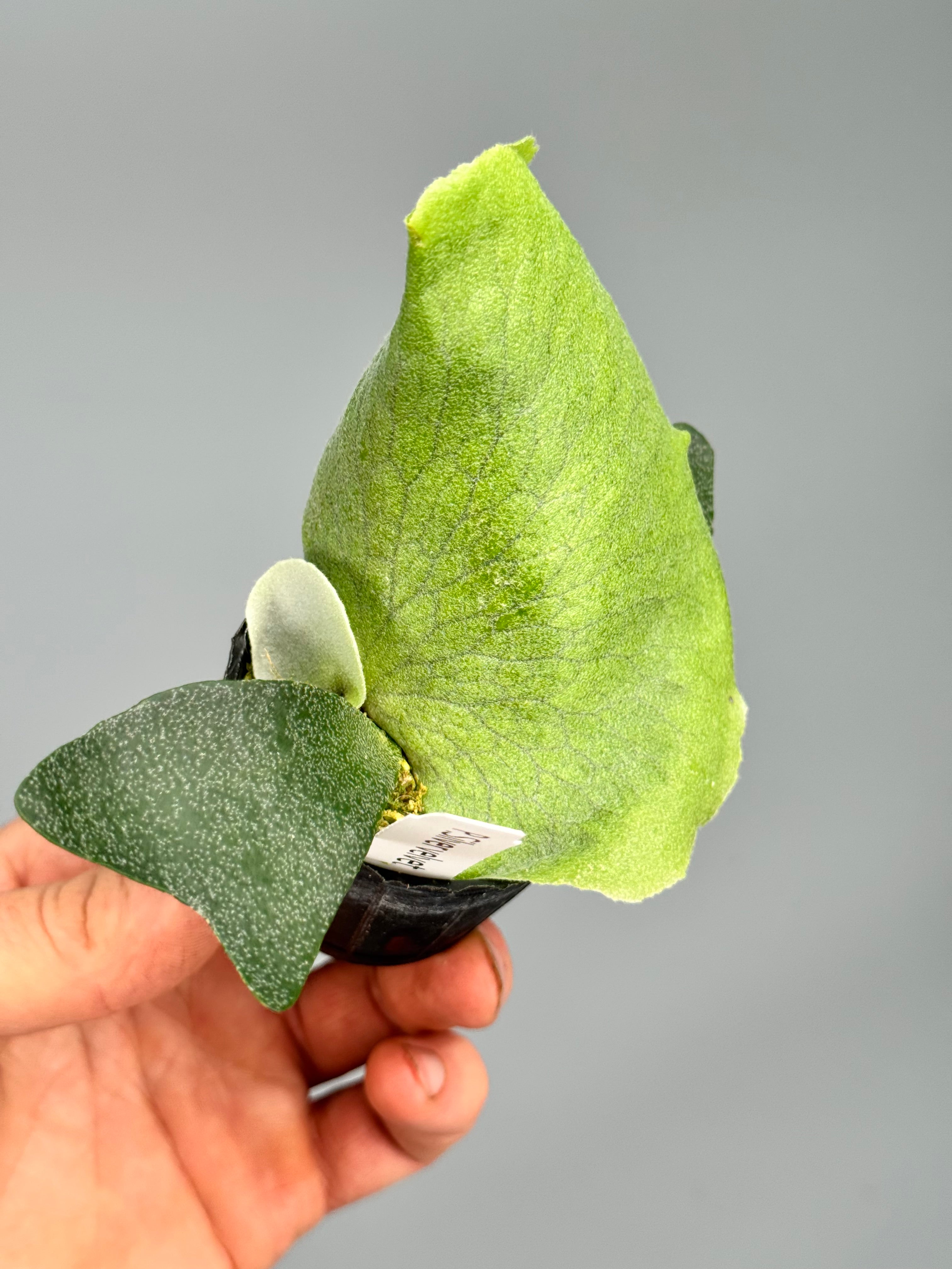 Platycerium Silver Velvet