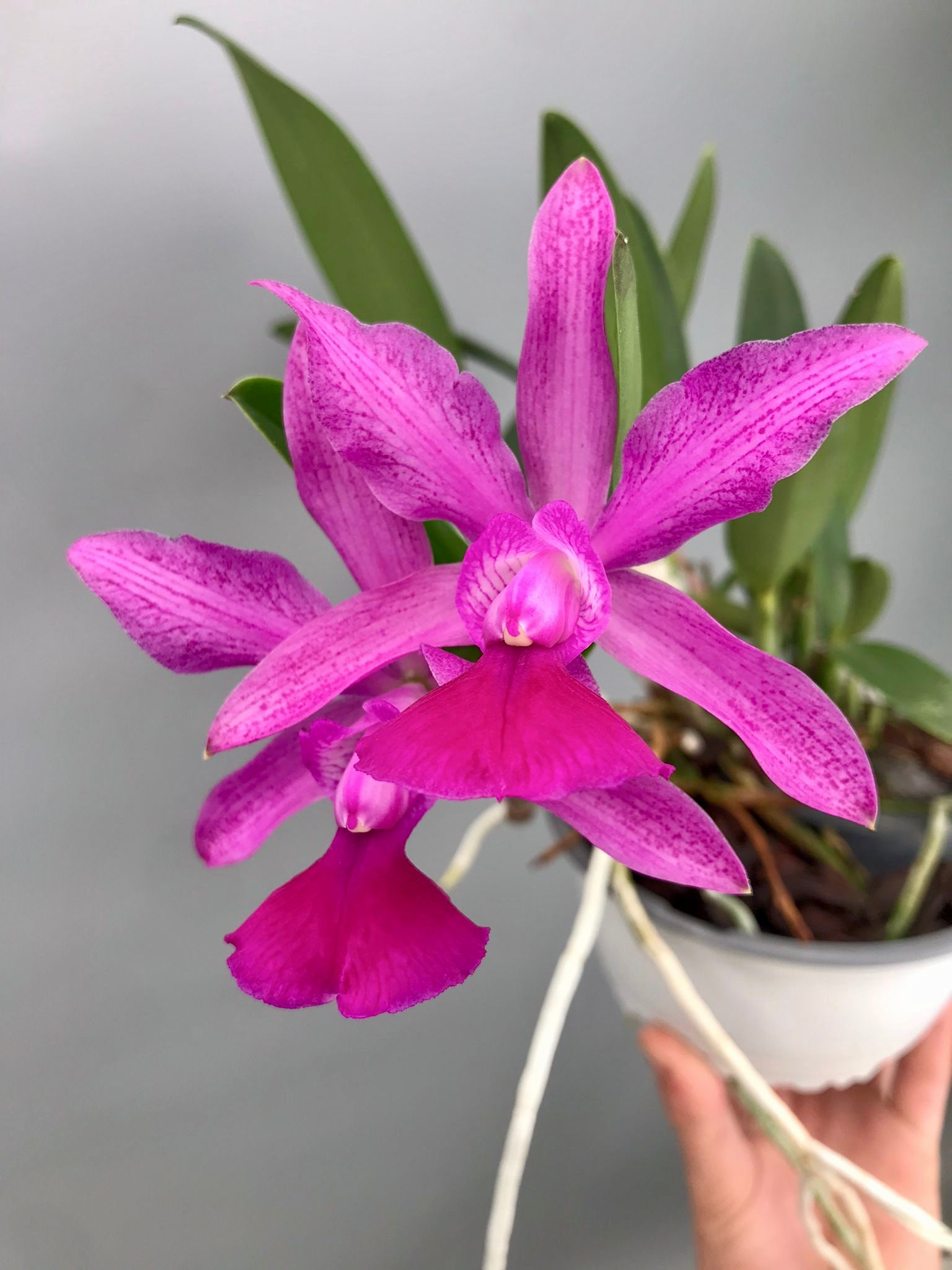 Cattleya Brabantiae "Banderantes" SM/JOGA x C.walkeriana flamea "3 Lagoas"(Big Plant)