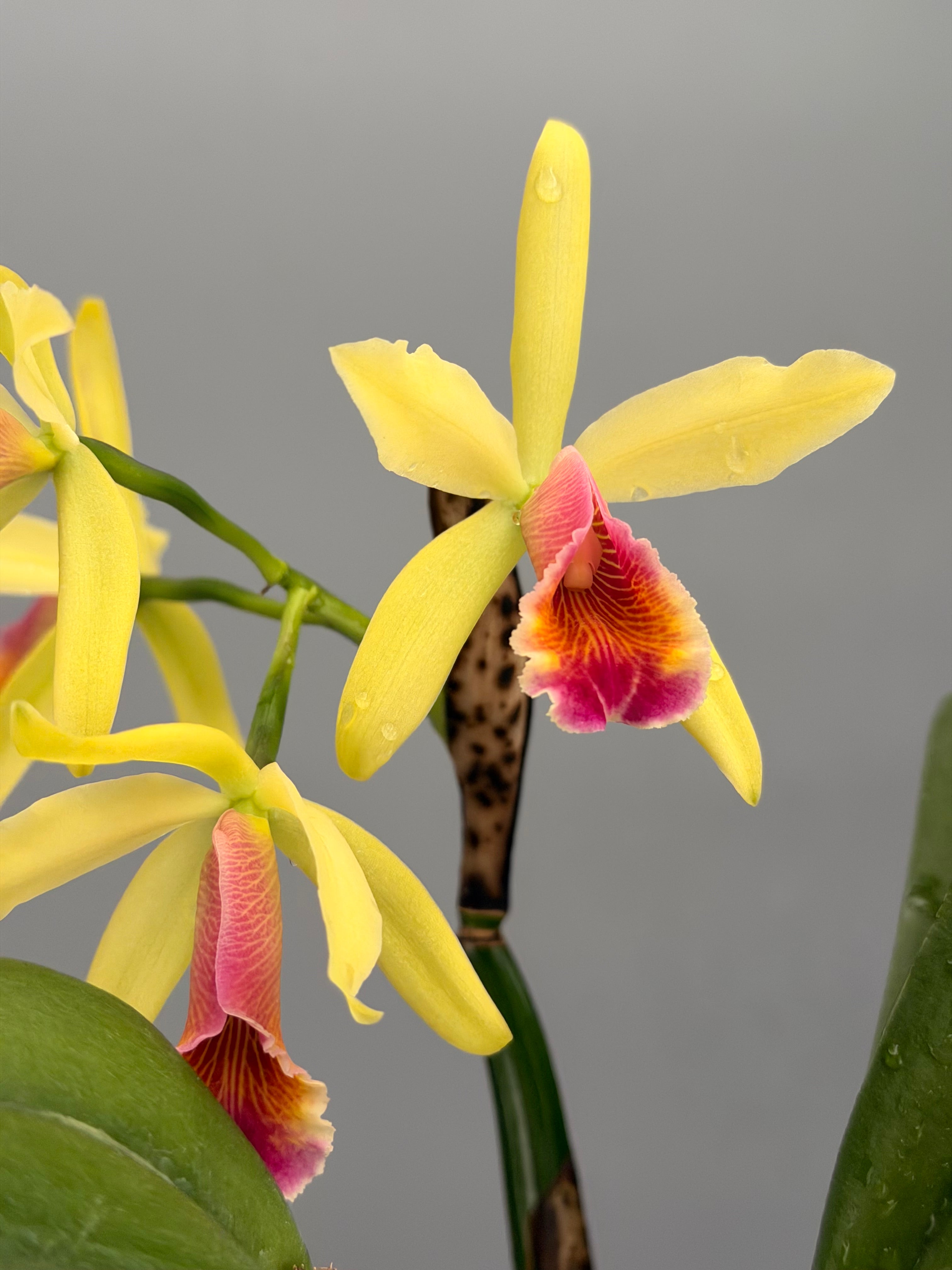 Cattleya ‘Aurora’ (C. dowiana x C.luteola)