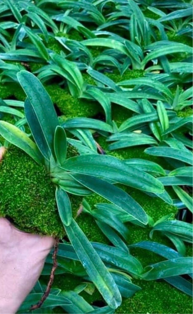 Paphiopedilum gratrixianum var. daoense