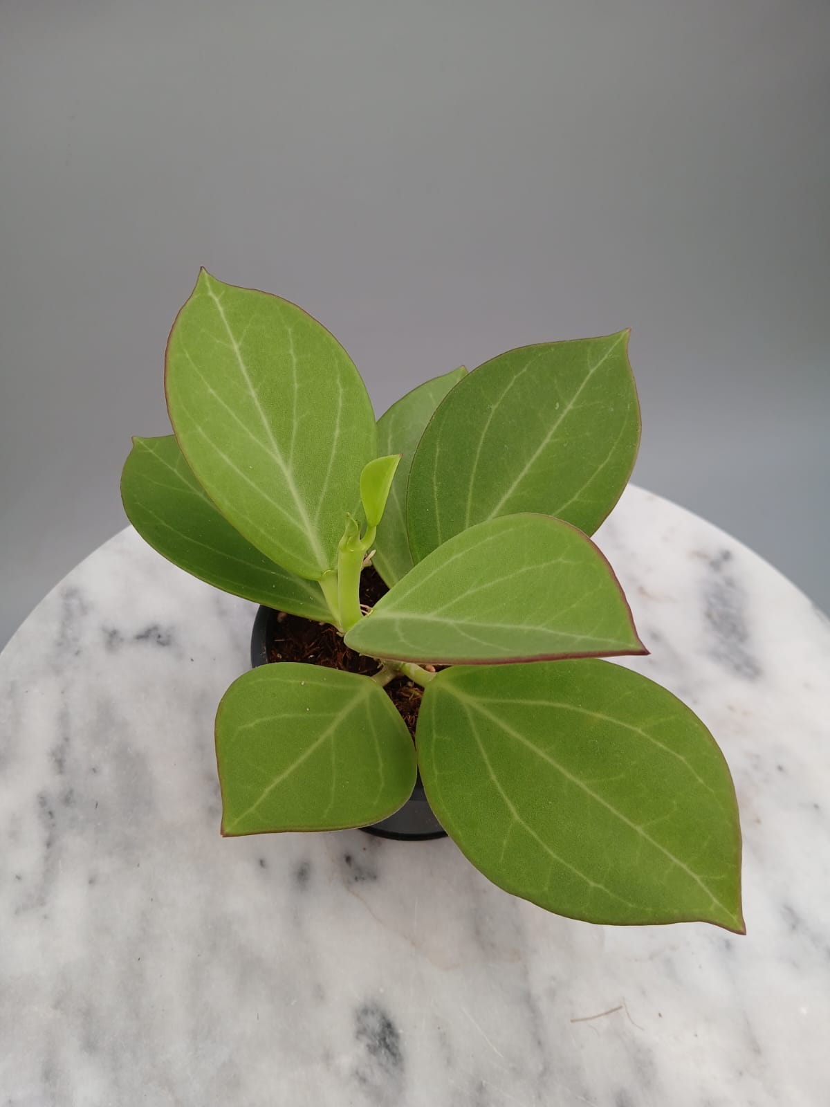 Hoya Pachyclada "White" Big Leaves