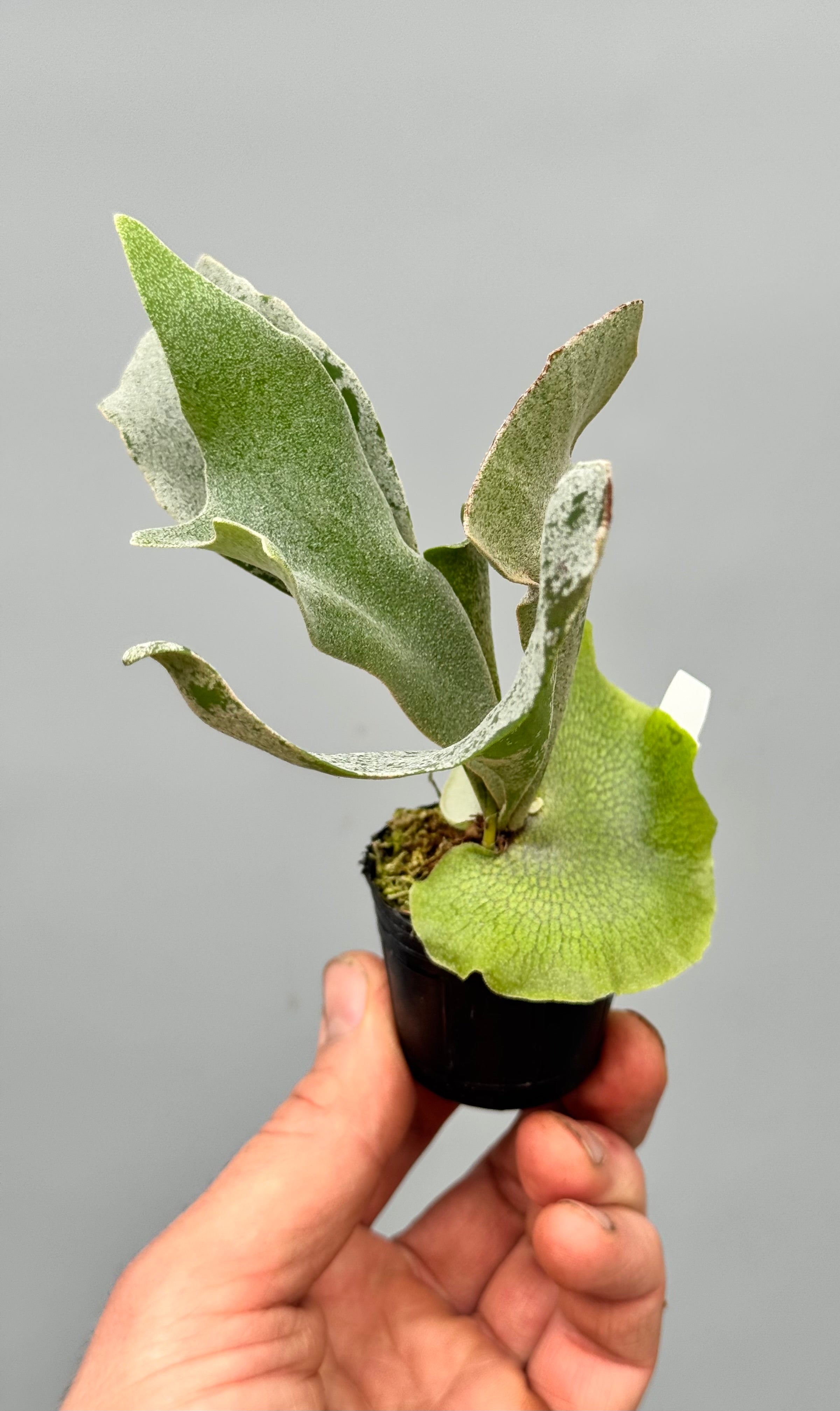 Platycerium White Gizmo