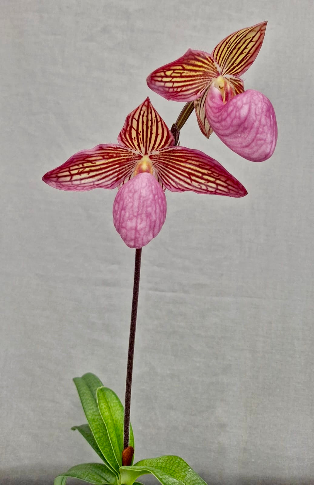 Paphiopedilum Gloria Naugle