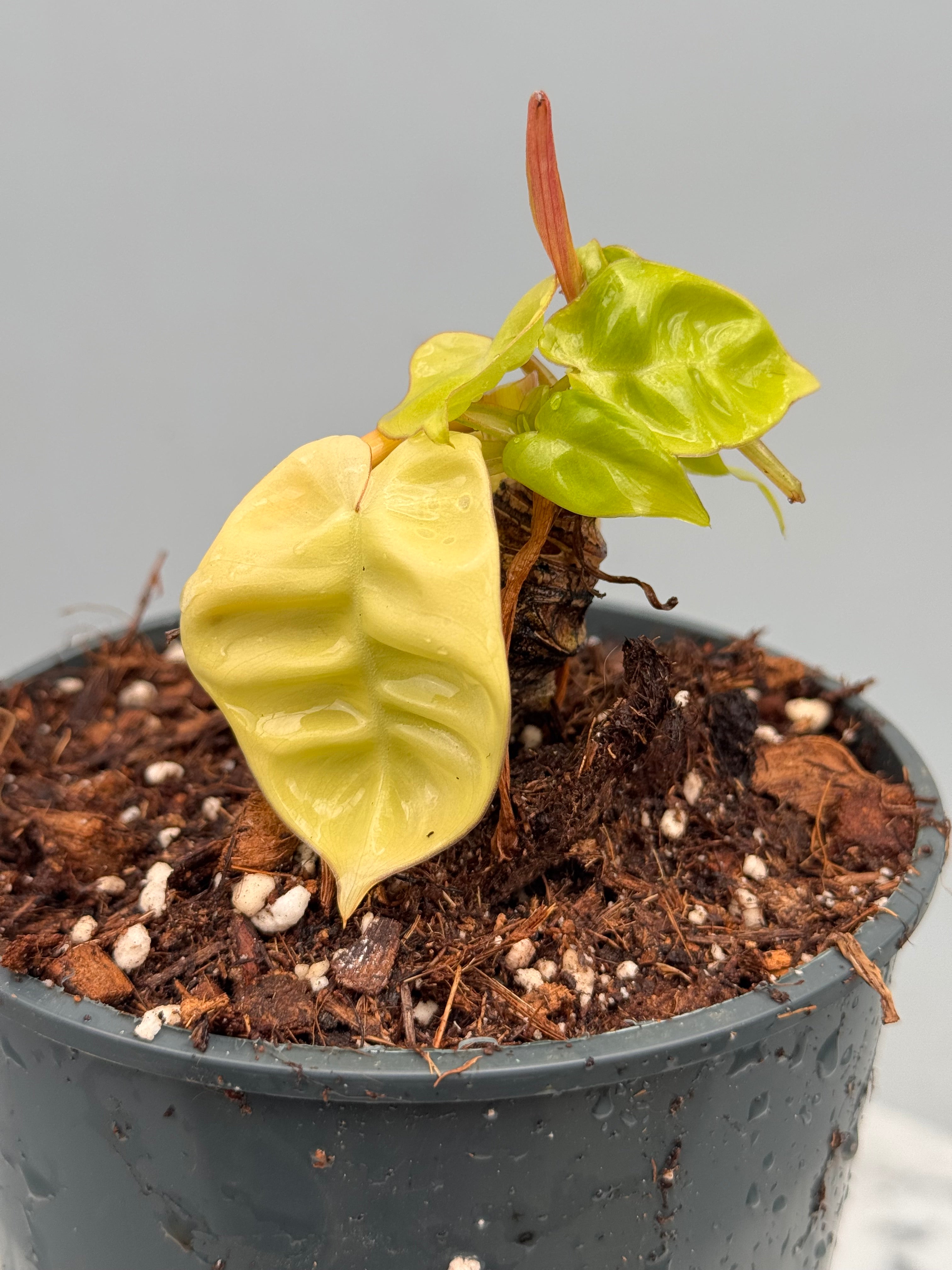 Philodendron billietiae Variegata 'Small Size' nr 1