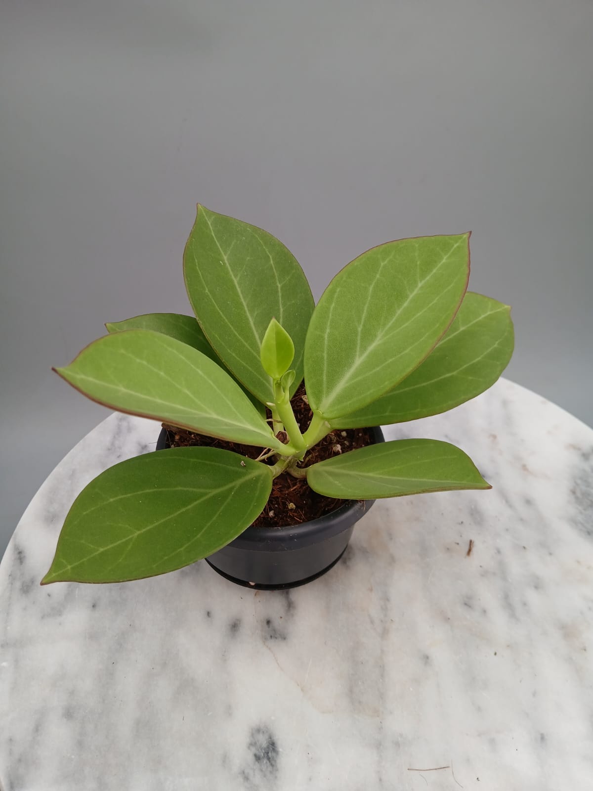 Hoya Pachyclada "White" Big Leaves