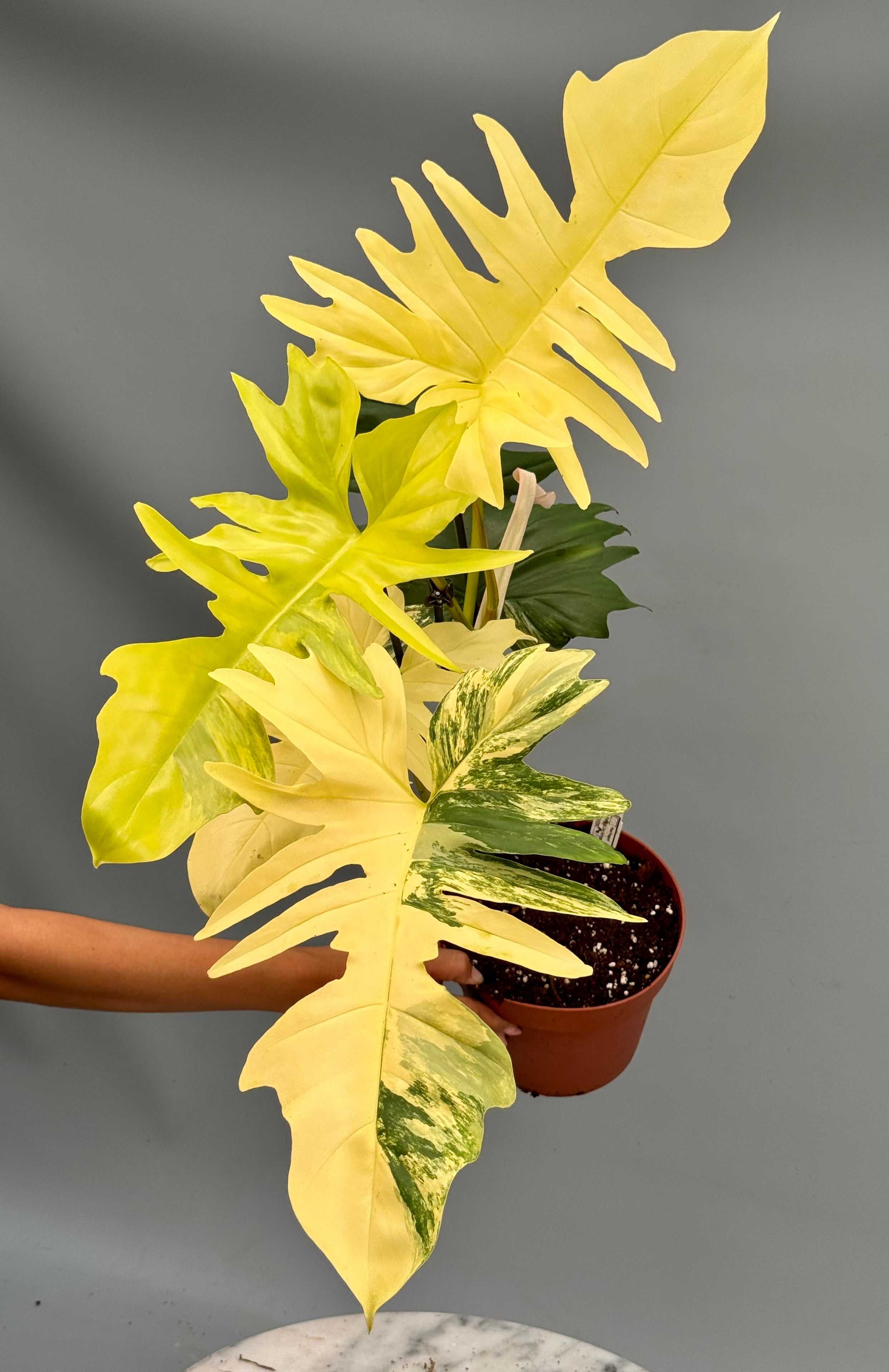 Philodendron Florida Beauty Variegata X Bob Cee Variegata (Nr 1.) ‘XXL plant’