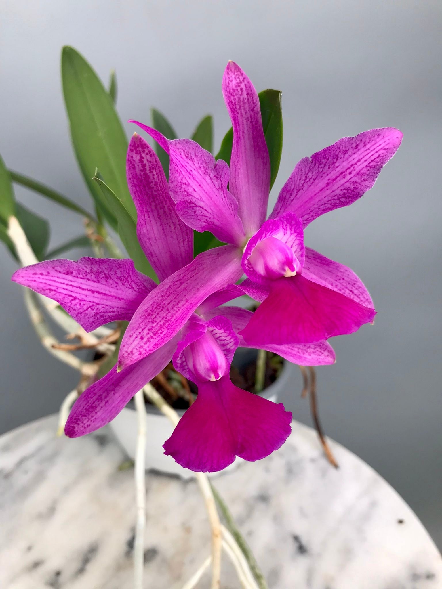 Cattleya Brabantiae "Banderantes" SM/JOGA x C.walkeriana flamea "3 Lagoas"(Big Plant)