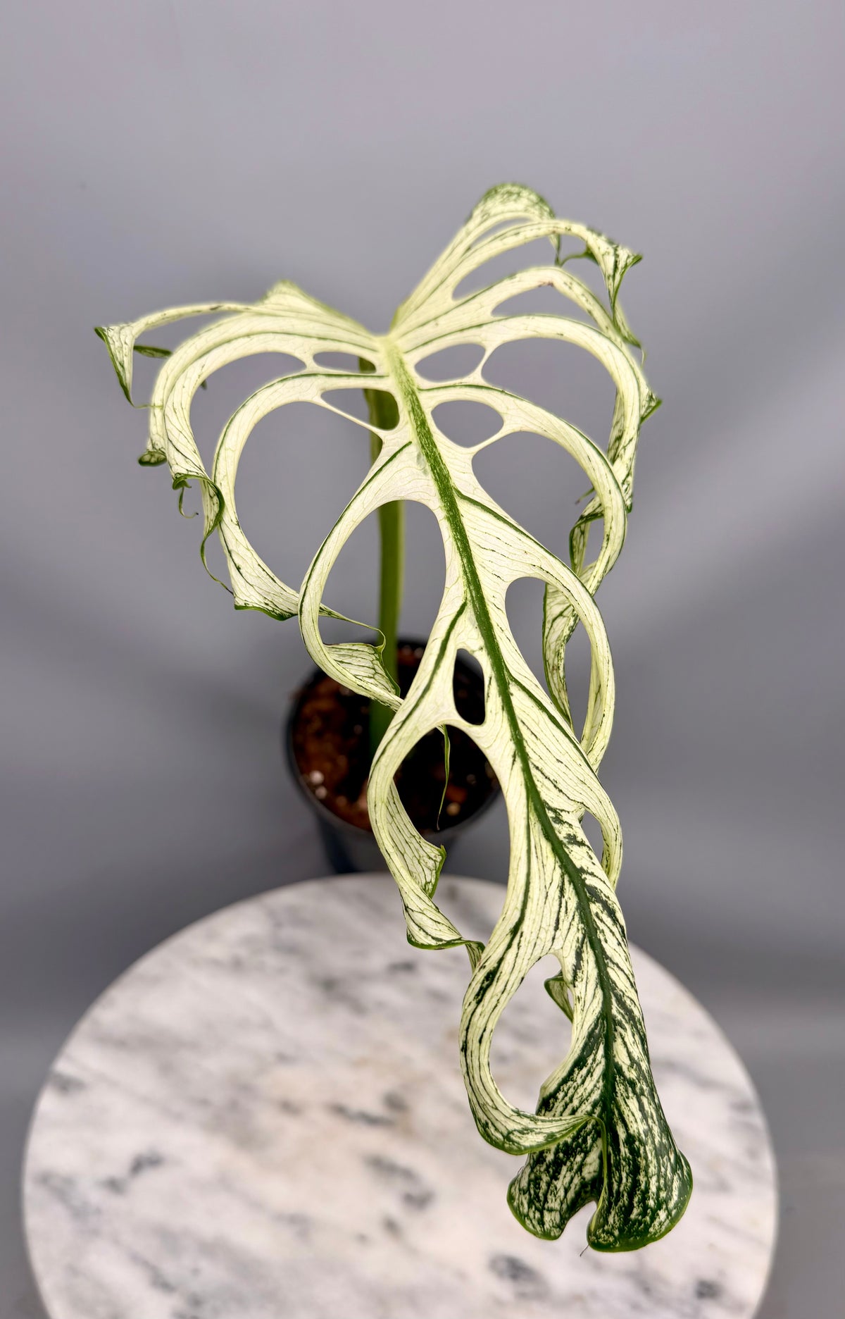 Monstera ‘Devil Monster’ (Leaf Cutting)