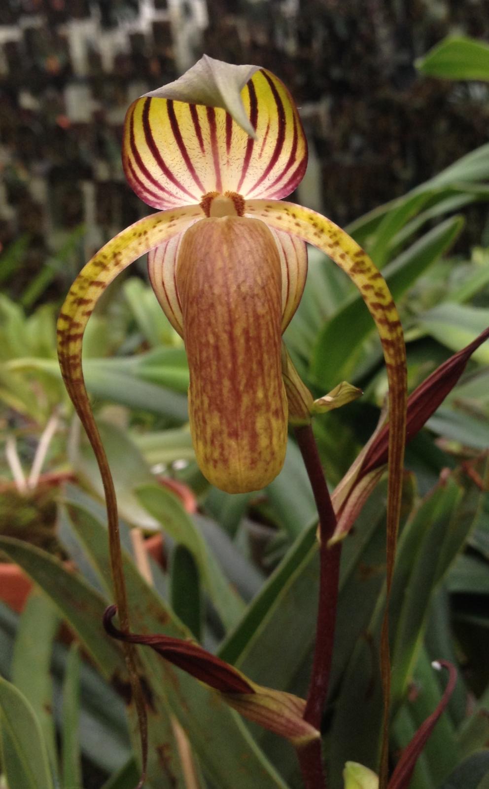 Paphiopedilum adductum (Groß Pflanze)