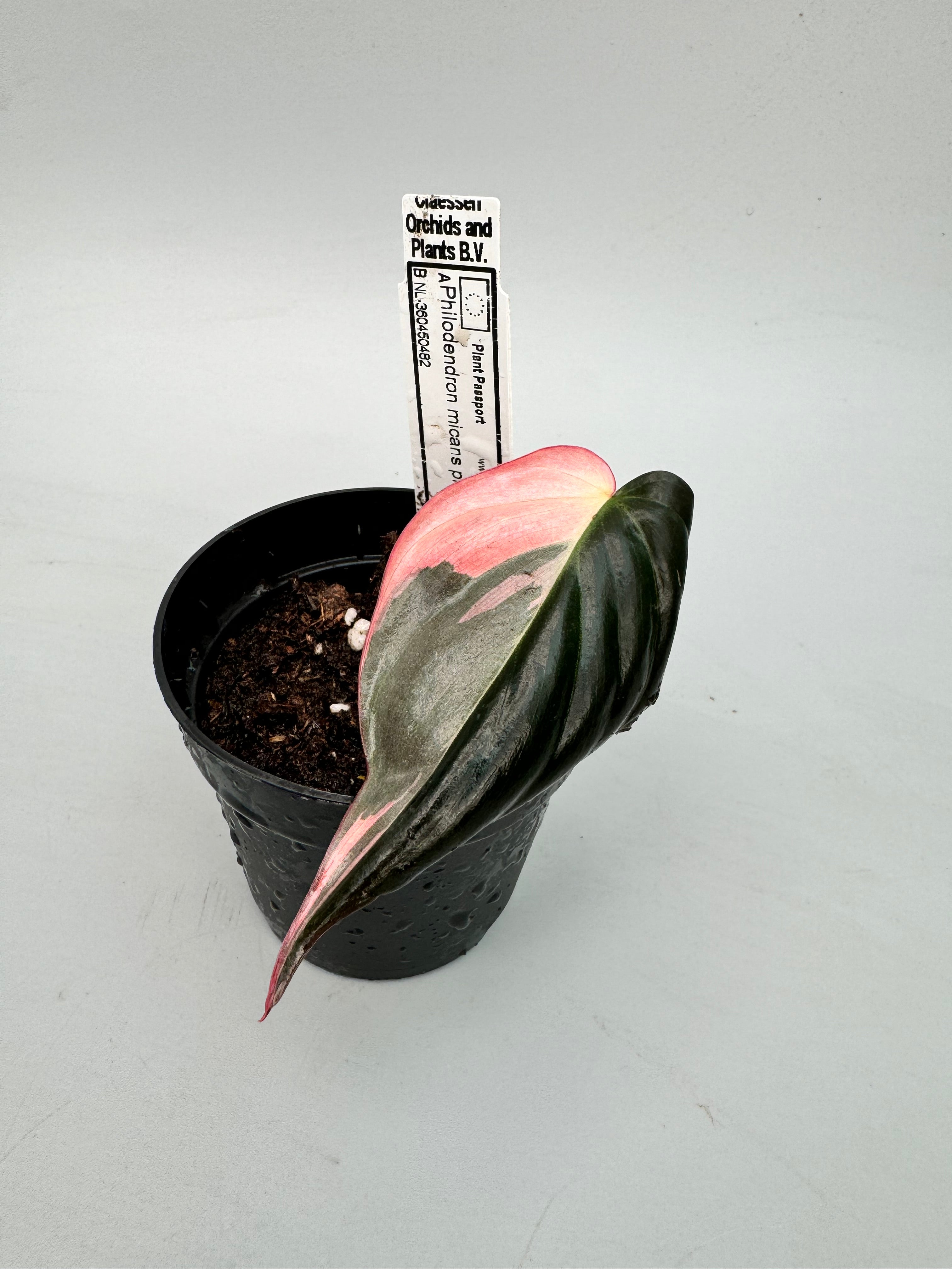 Philodendron micans pink variegated (1 Blattschnitt)