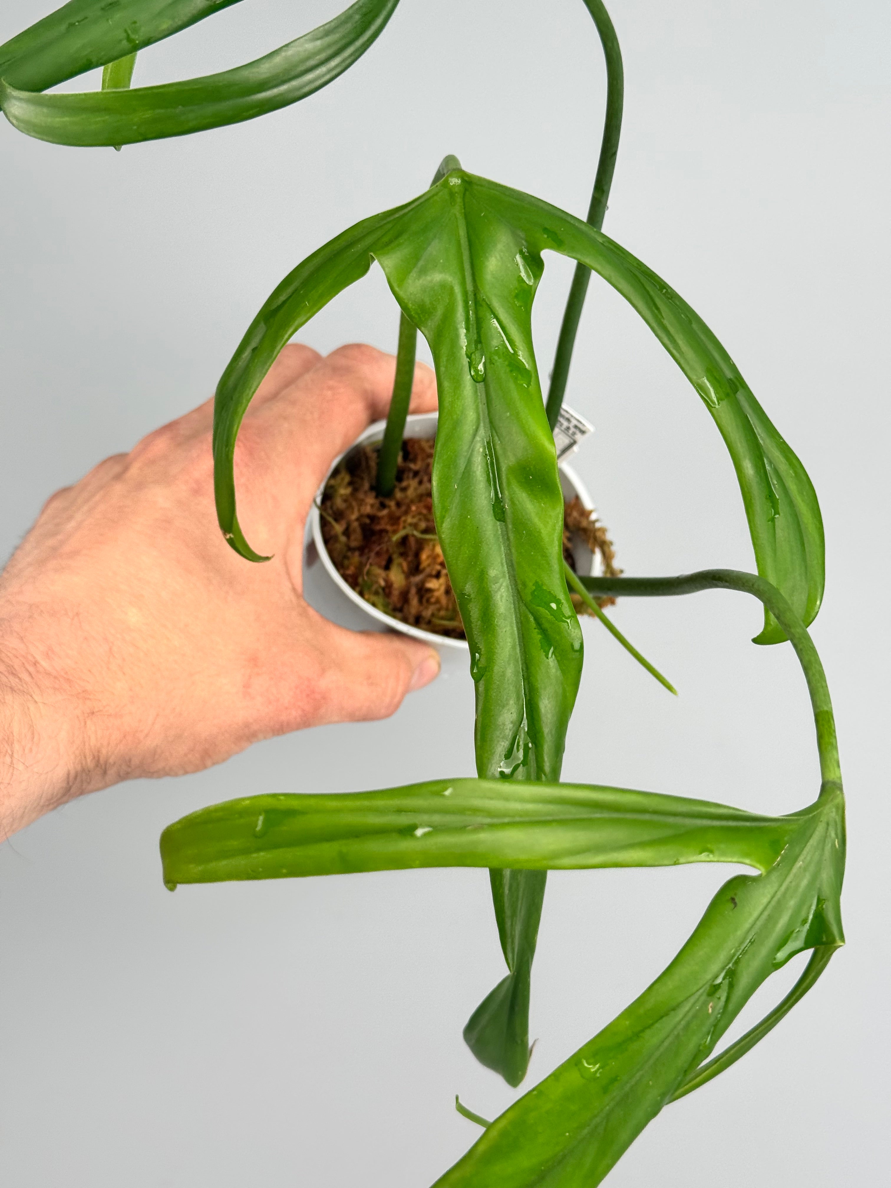 Philodendron holtonianum Variegata/GREEN