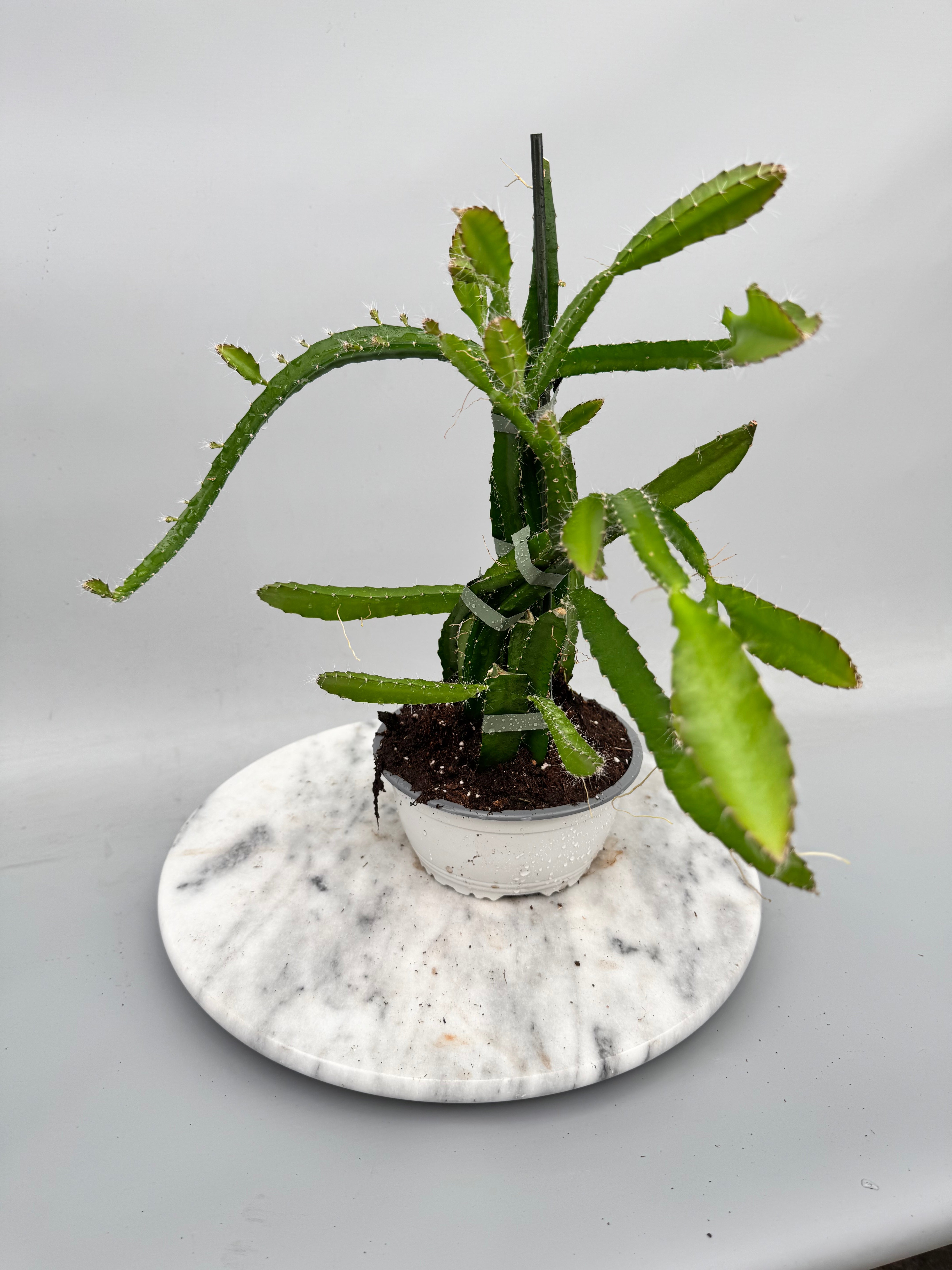 Hylocereus undatus "Drachenfrucht" (Groß pflanze)