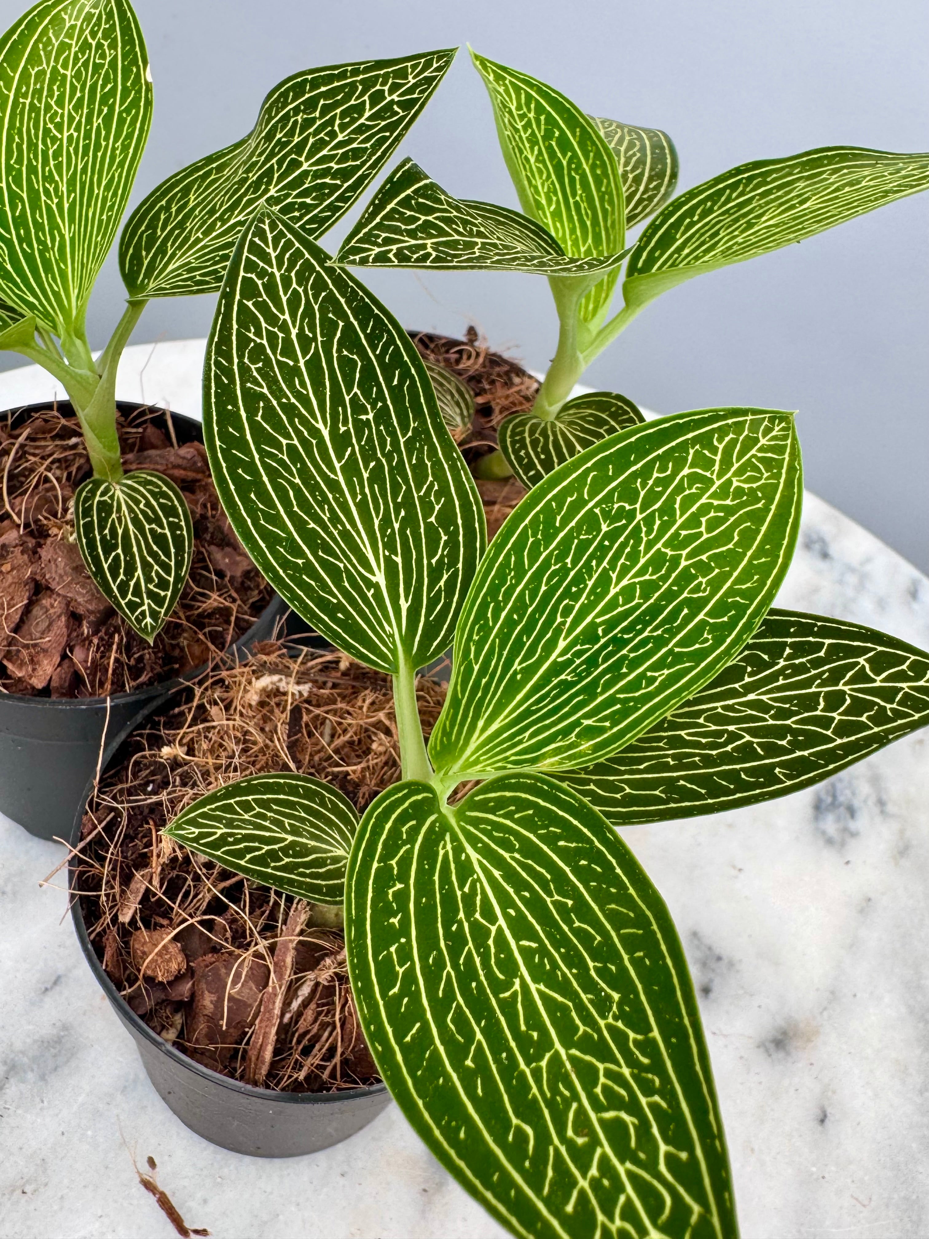 Ludisia discolor var. alba 'Gold Vein'