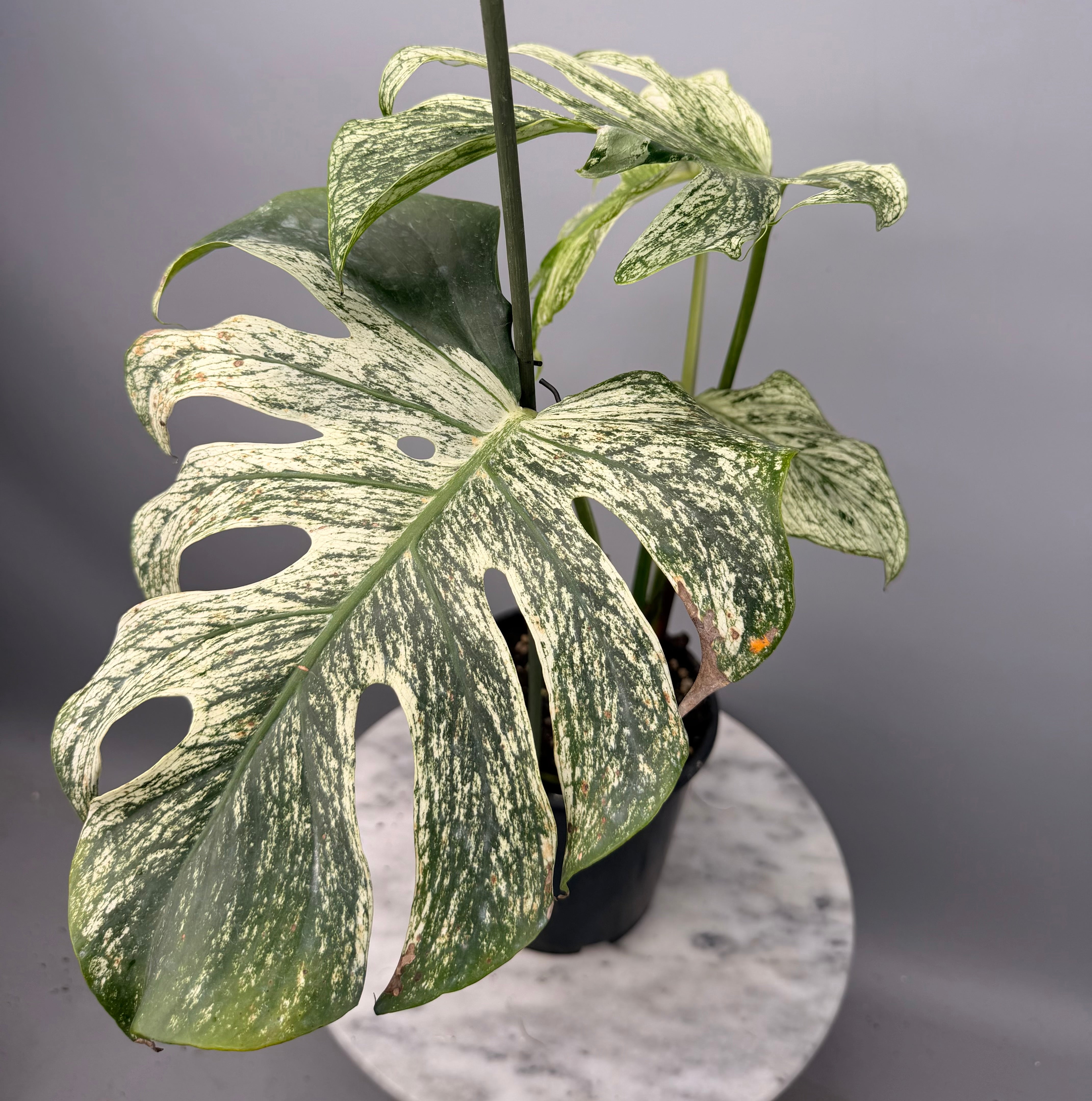 Monstera 'Devil Monster' Nr 2