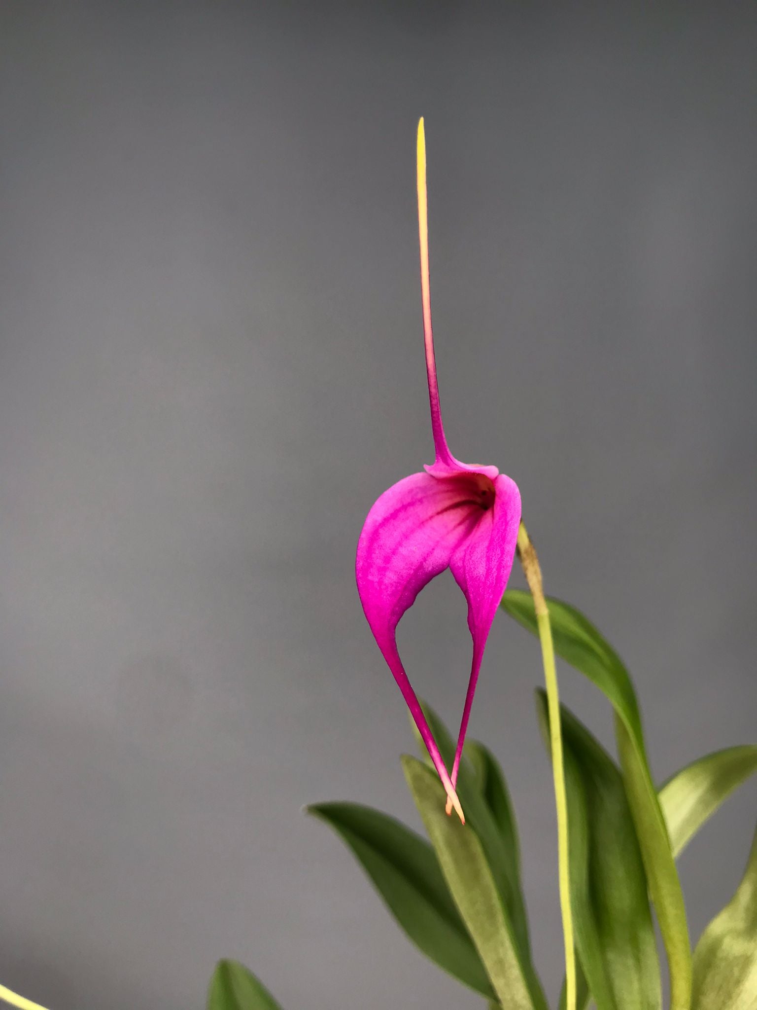 Masdevallia rosea x M.Selphi Orion