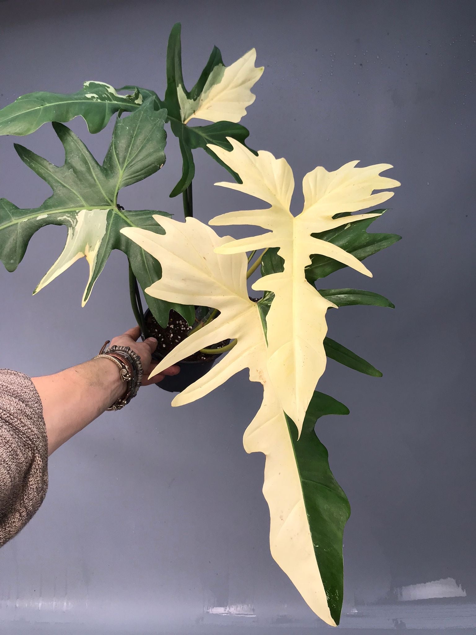 Philodendron Golden Dragon variegated albo (Nr 2)