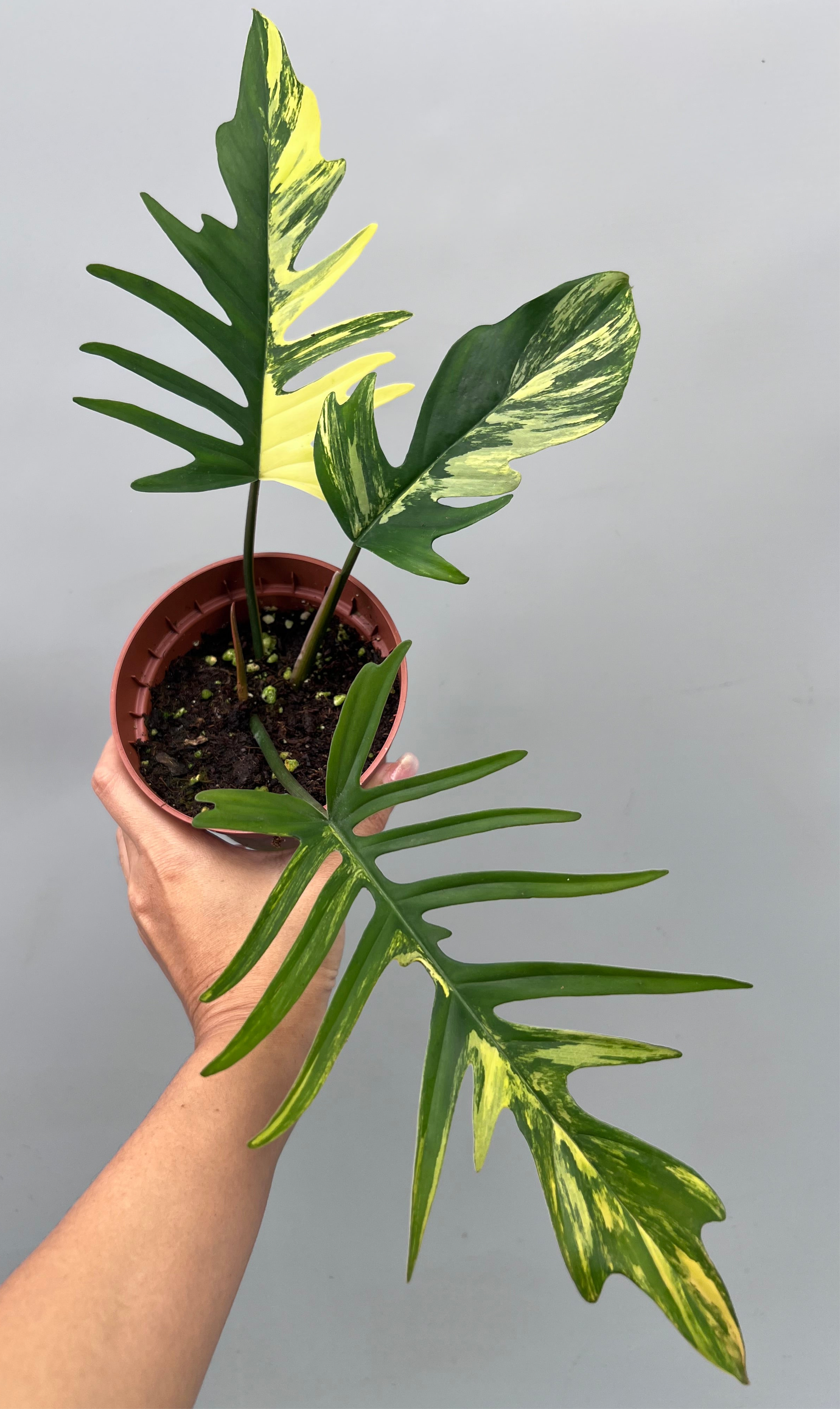 Philodendron tortum x Florida Beauty (Nr 3)