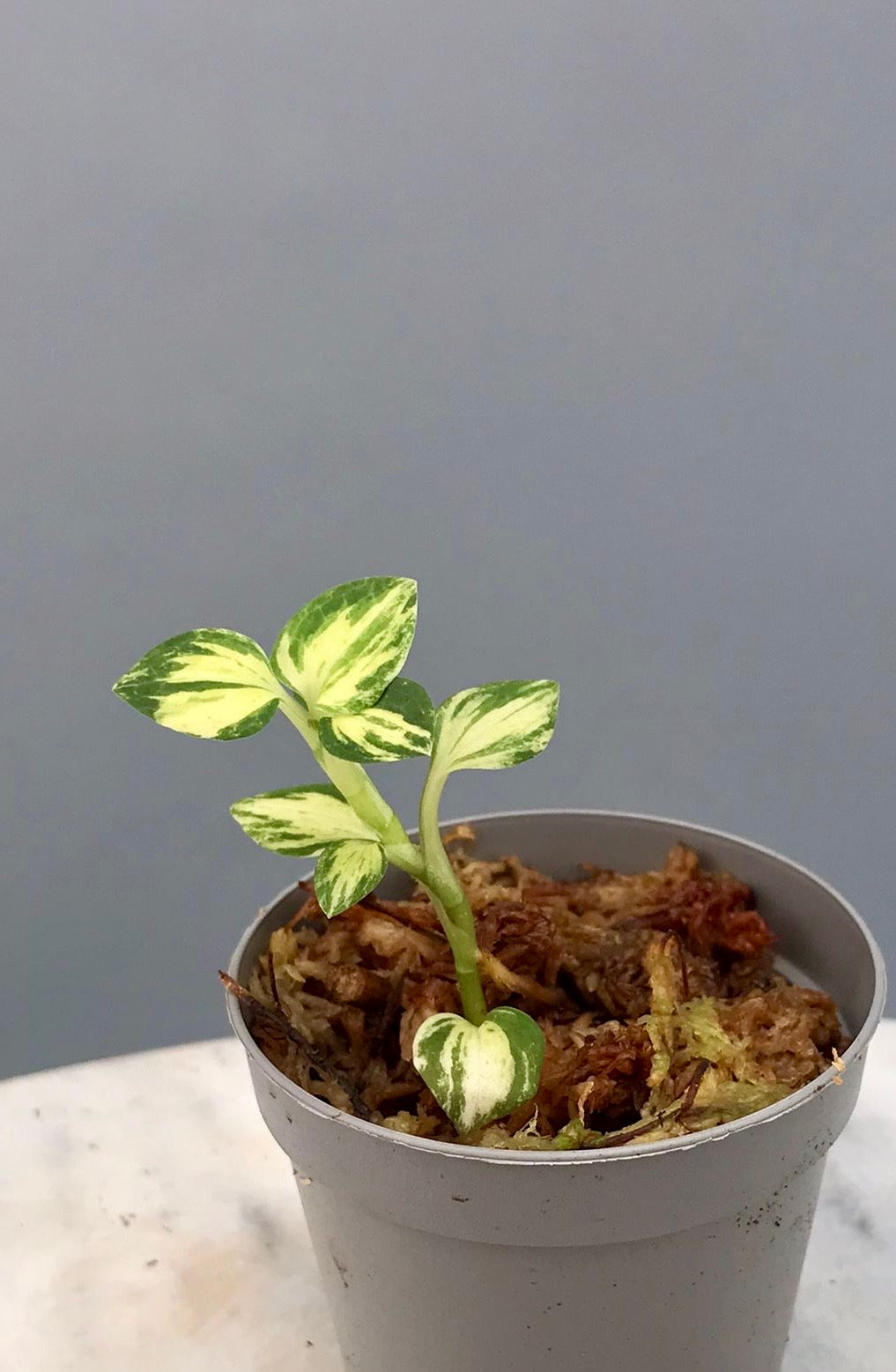 Goodyera schlechtendaliana "indoor Variegata"