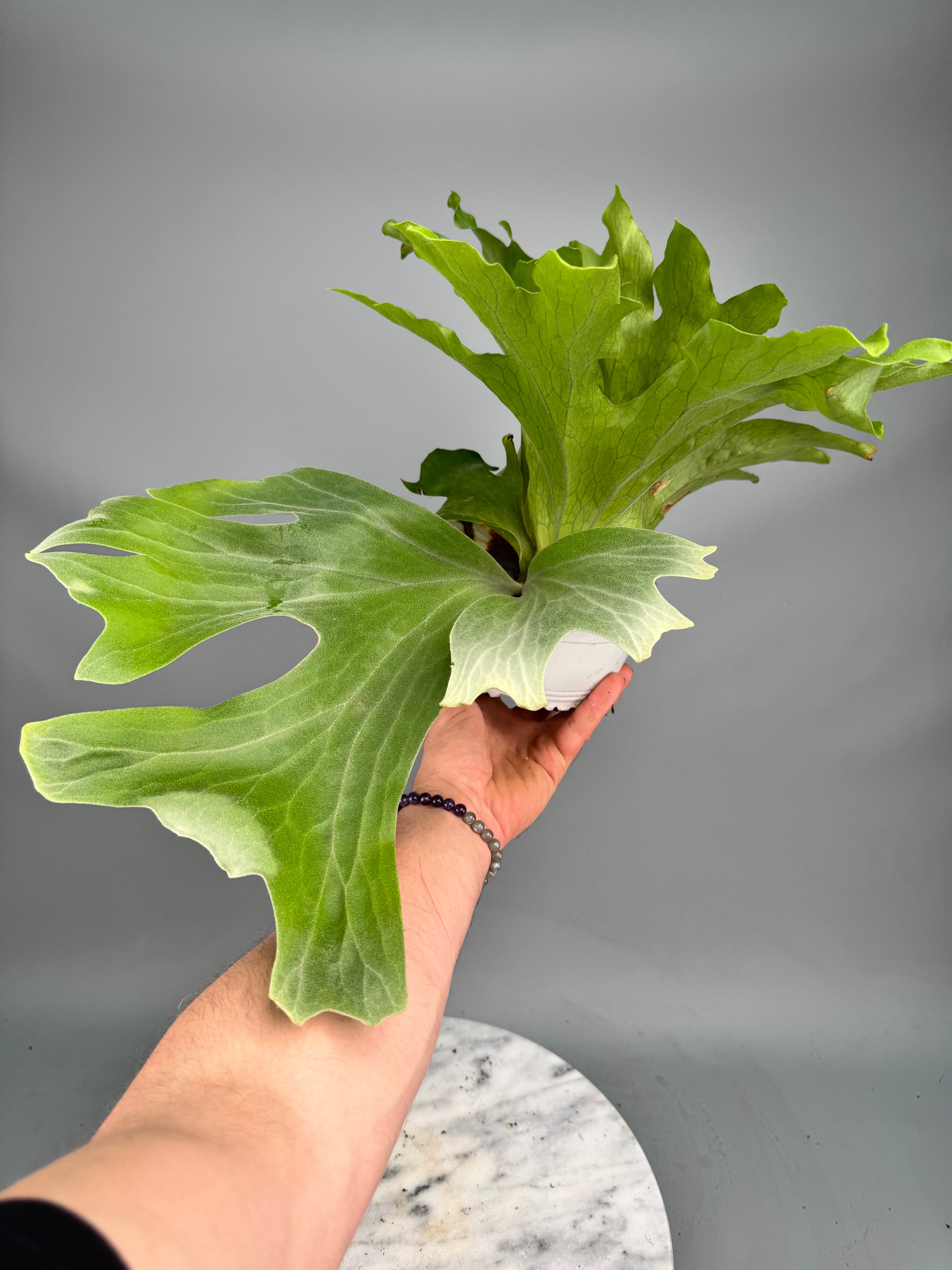 Platycerium wallichii