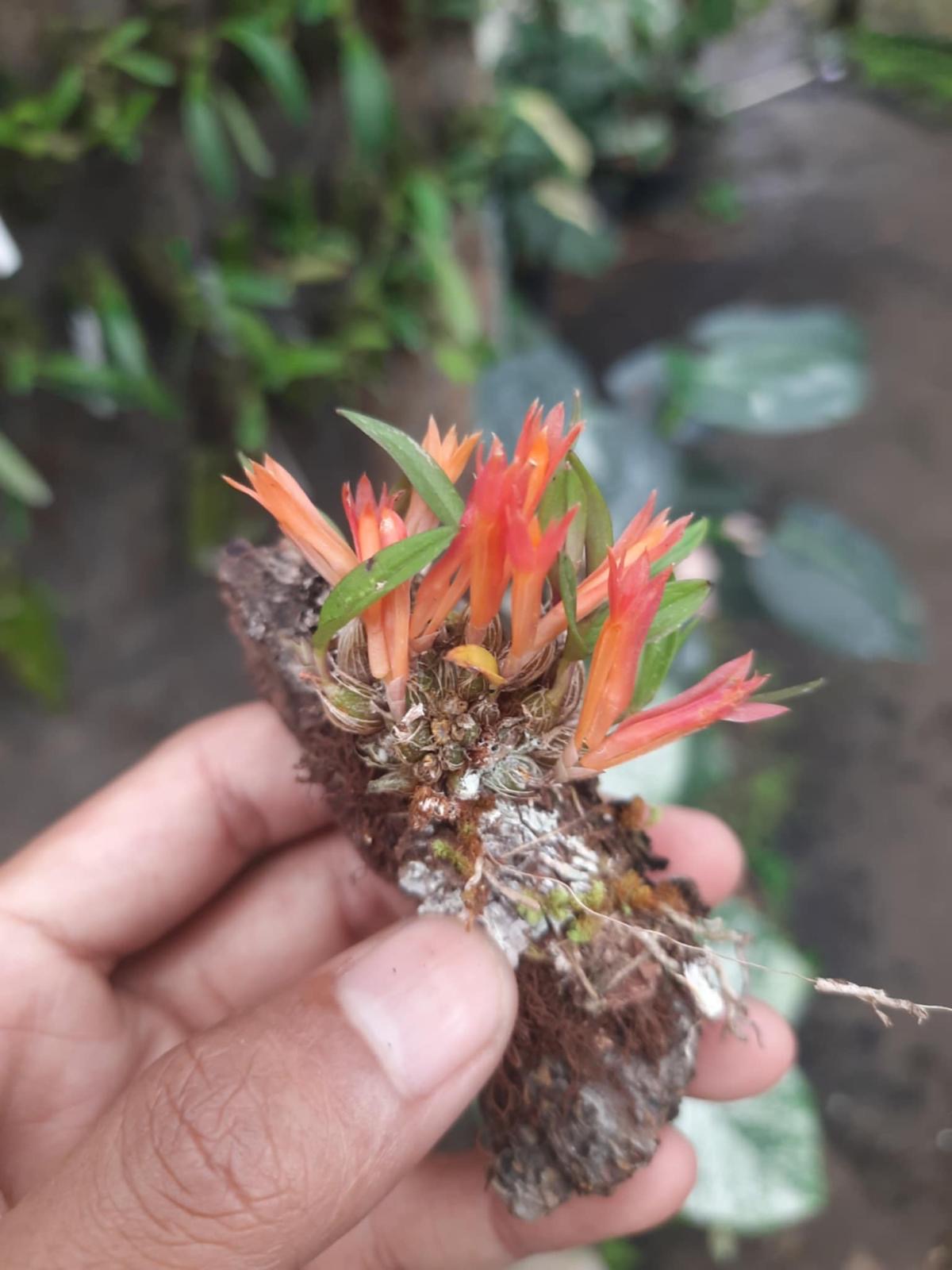 Dendrobium subacaule