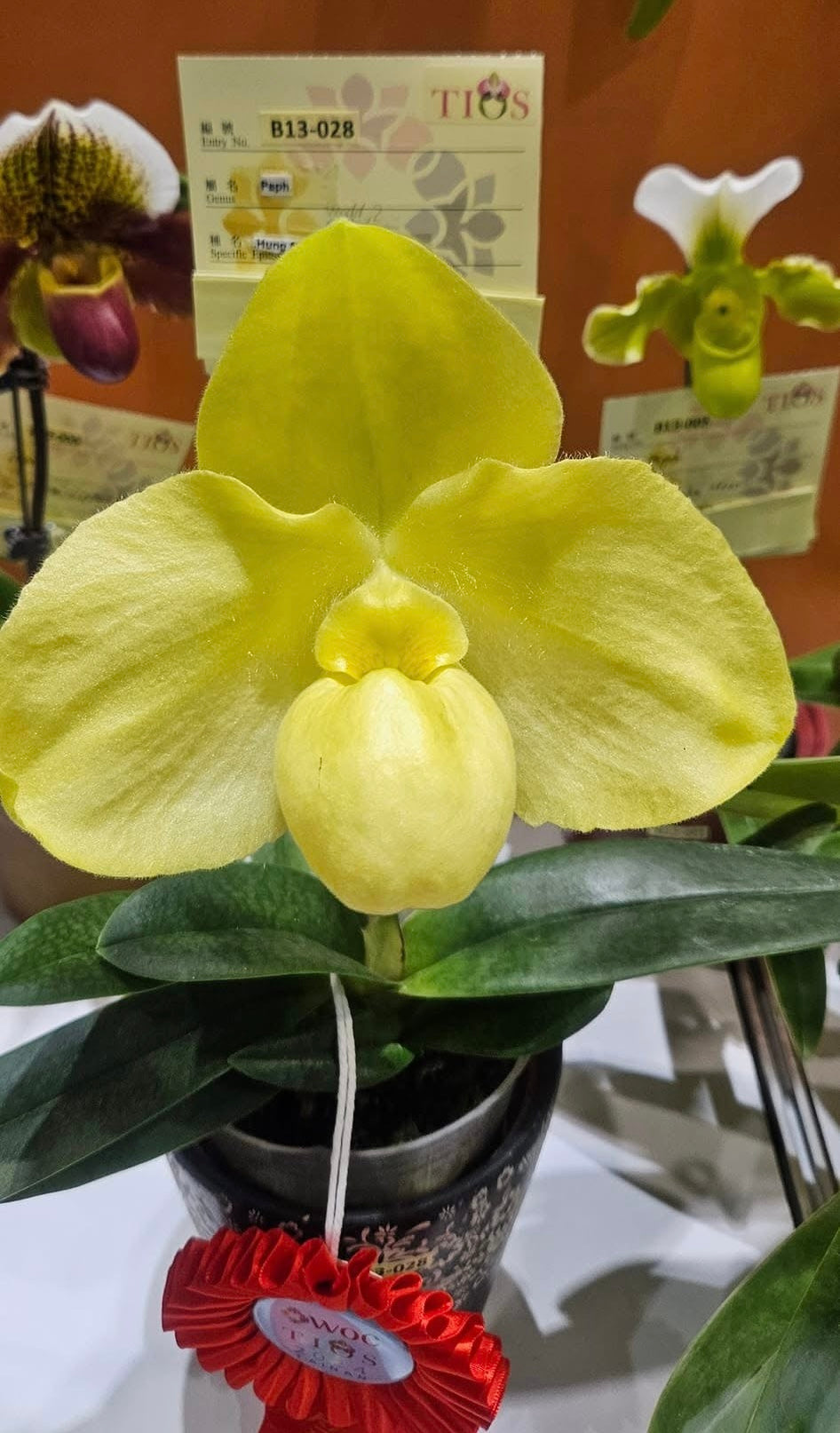 Paphiopedilum hangianum Alba