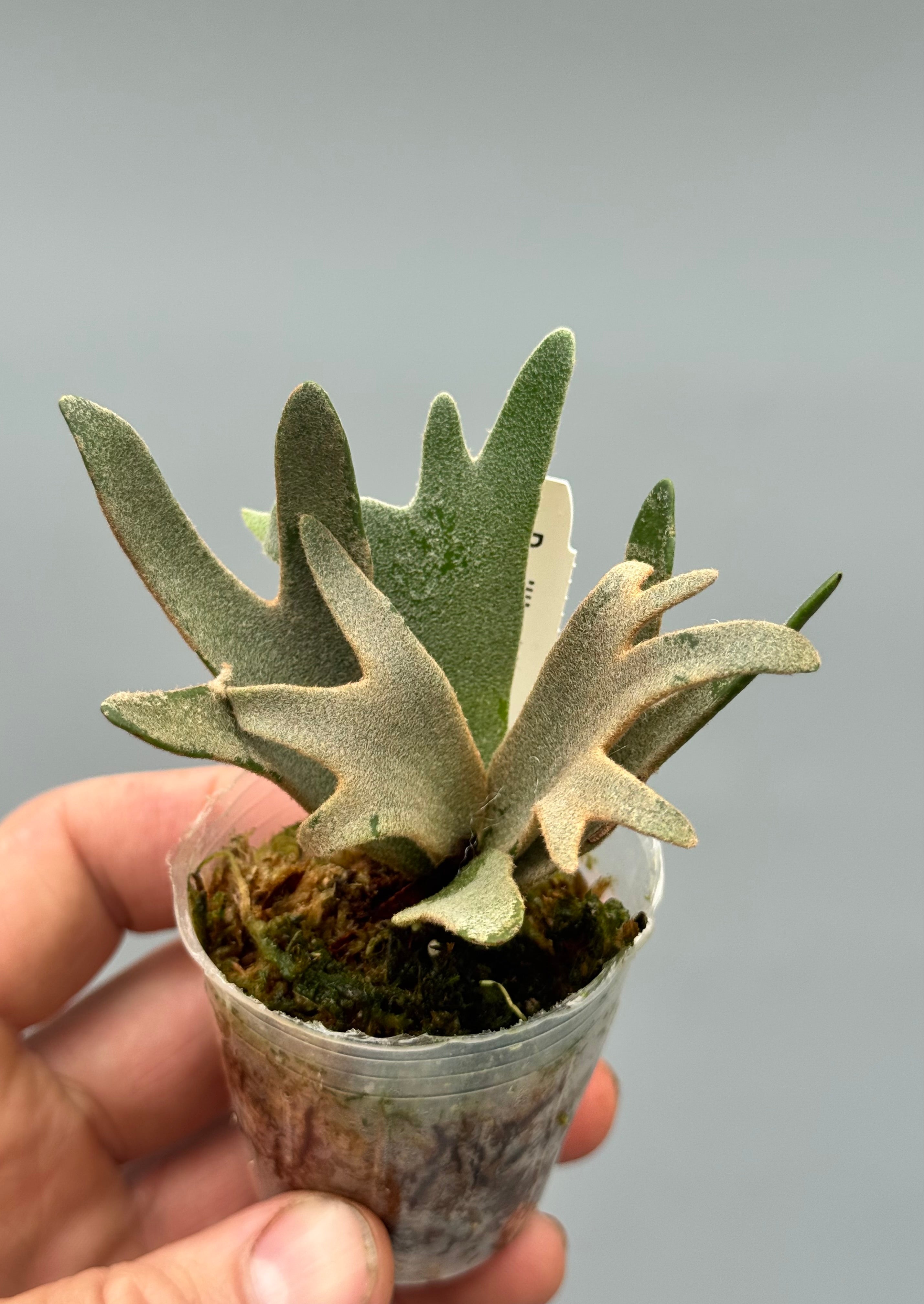 Platycerium willinckii ‘Nano’ (Big Plant)