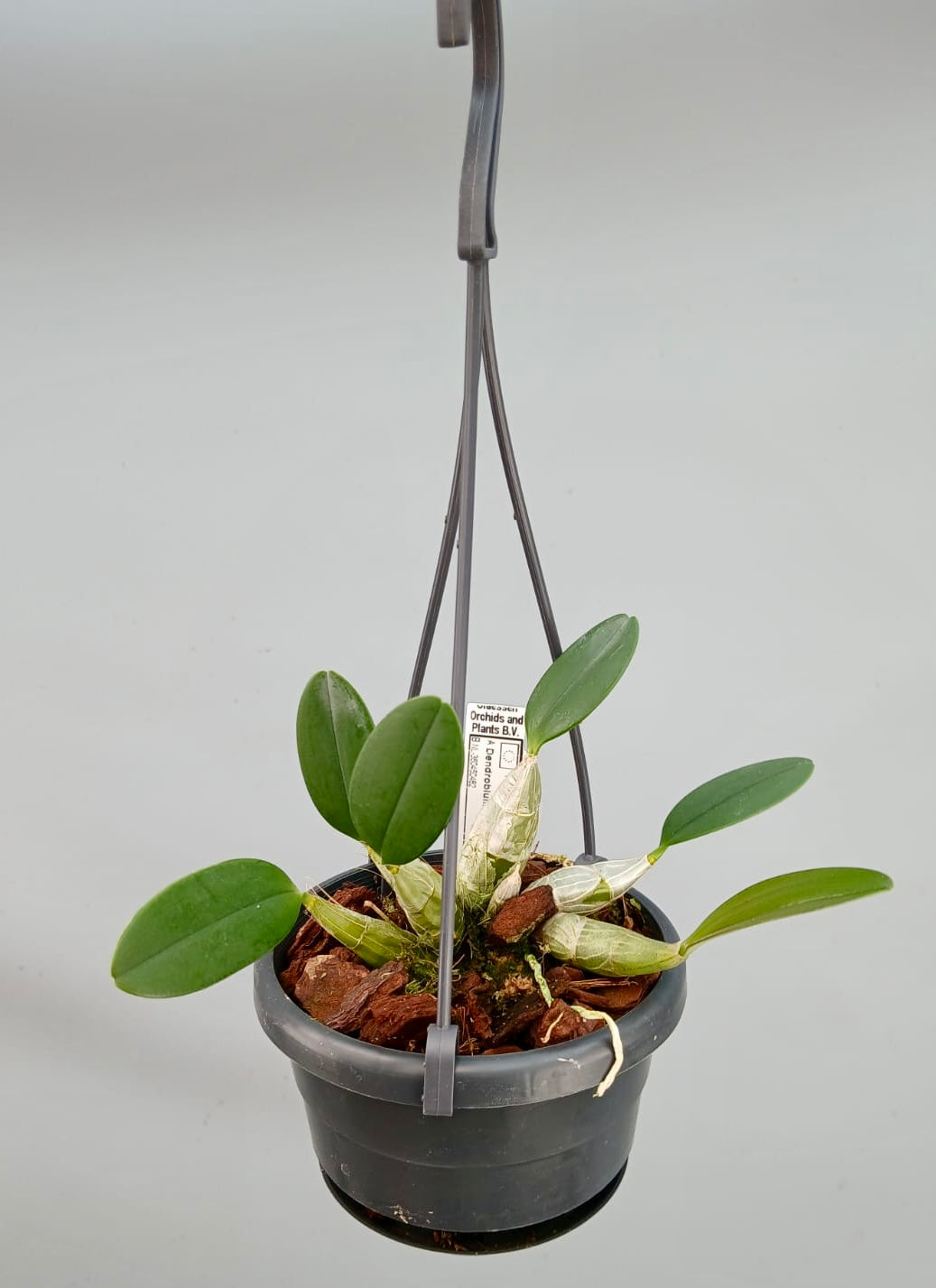 Dendrobium lindleyii