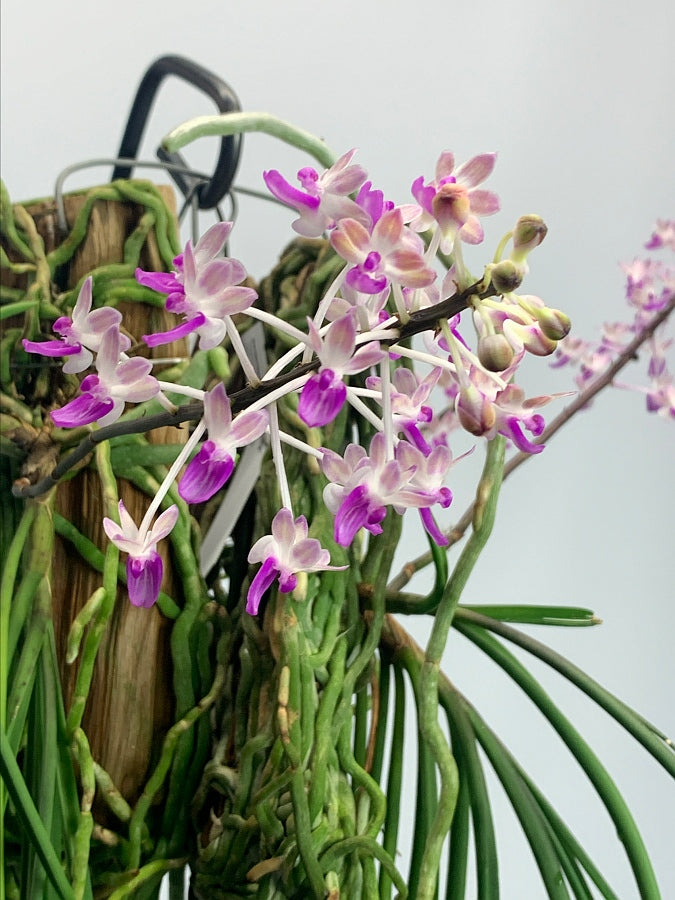 Seidenfadenia mitrata big