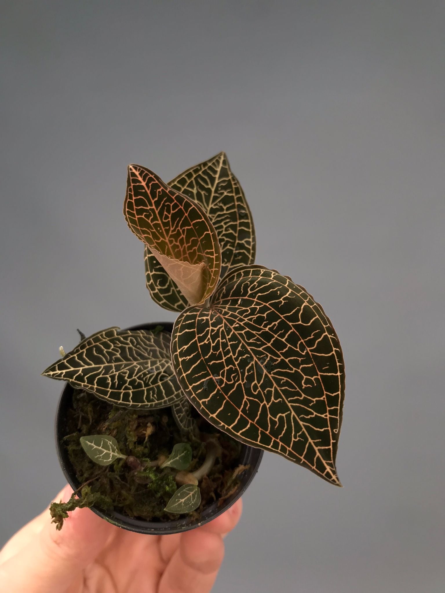 Anoectochilus roxburghii
‘Red’