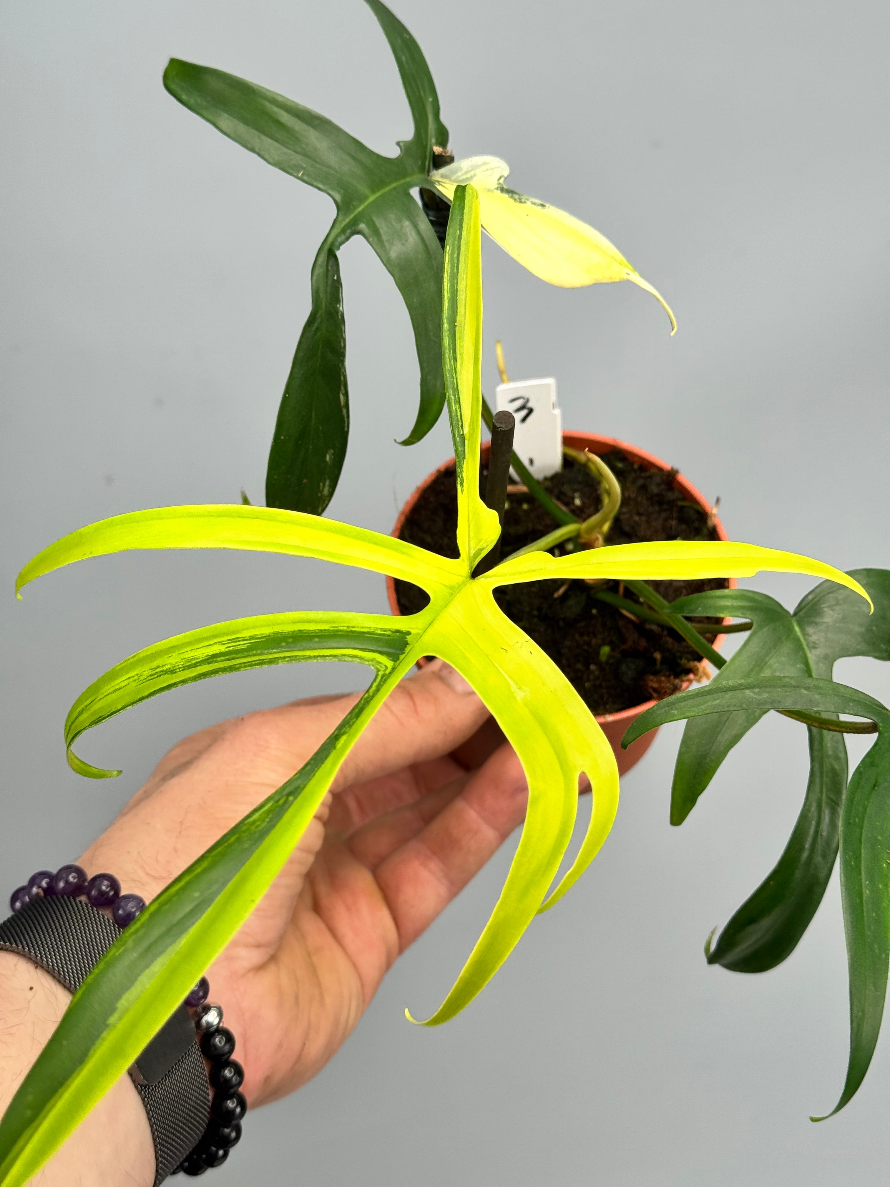 Philodendron Florida Beauty x polypodioides